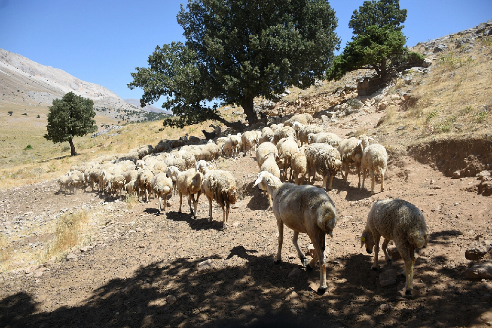 Malatya'da Deprem Sonrası Büyük Hamle: Güçleniyor...