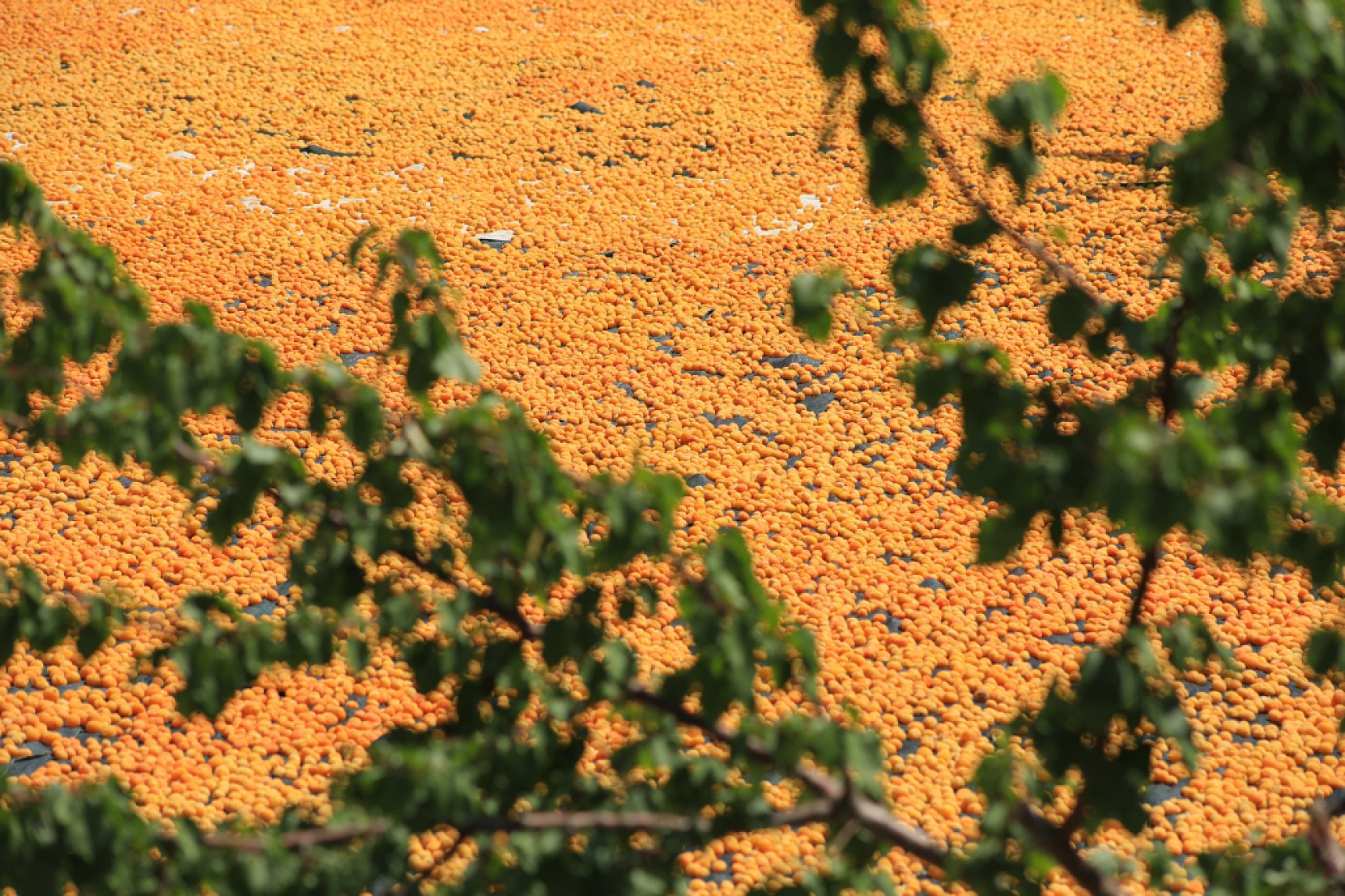 Malatya'nın Tescilli Ürünleri Arasında Yer Alıyor.. Hasat Başladı