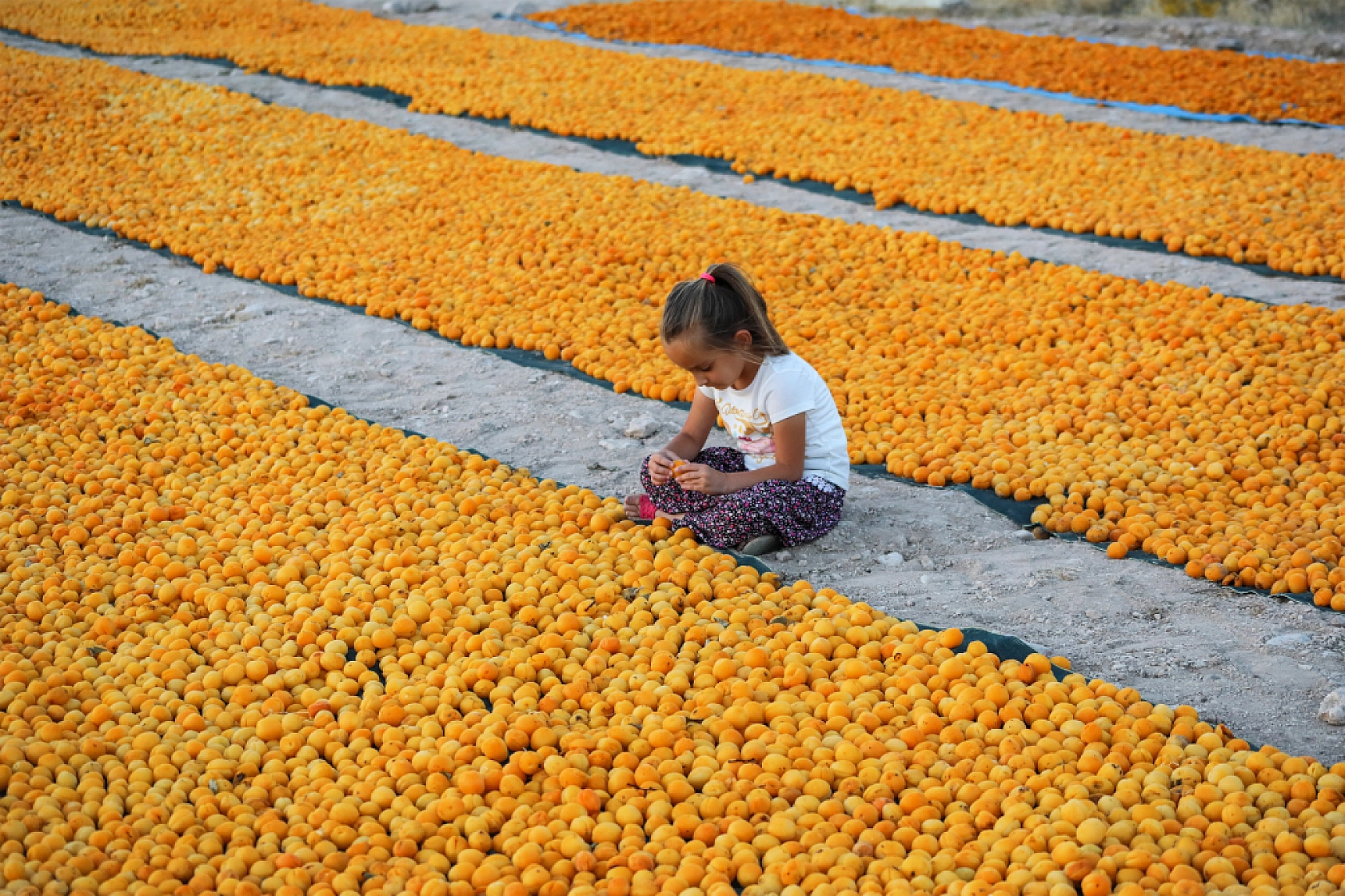 Malatya'nın Tescilli Ürünleri Arasında Yer Alıyor.. Hasat Başladı