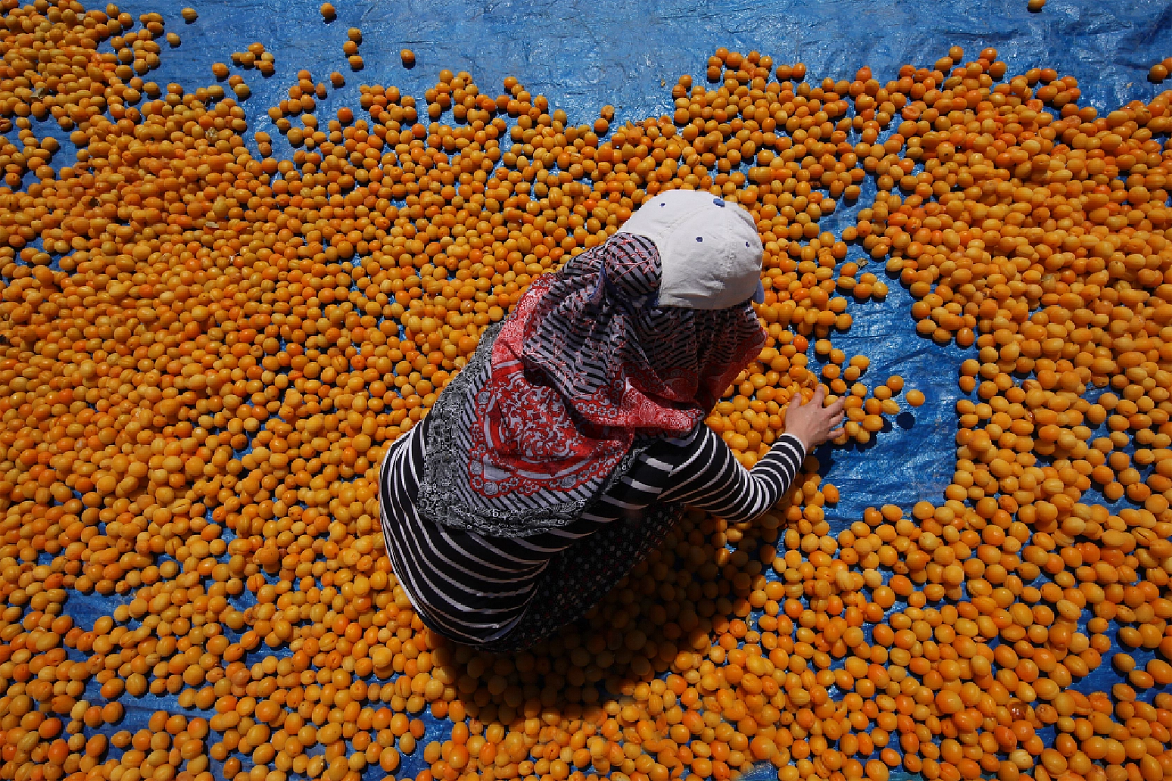 Malatya'nın Tescilli Ürünleri Arasında Yer Alıyor.. Hasat Başladı