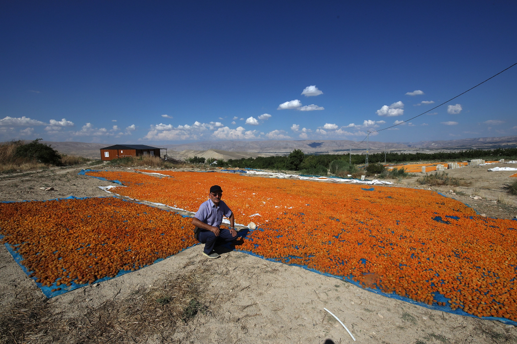 Malatya'nın Tescilli Ürünleri Arasında Yer Alıyor.. Hasat Başladı