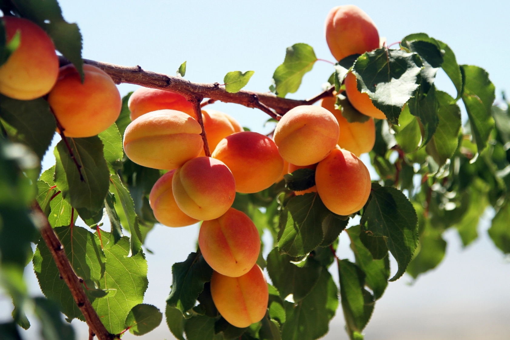 Malatya'nın Tescilli Ürünleri Arasında Yer Alıyor.. Hasat Başladı