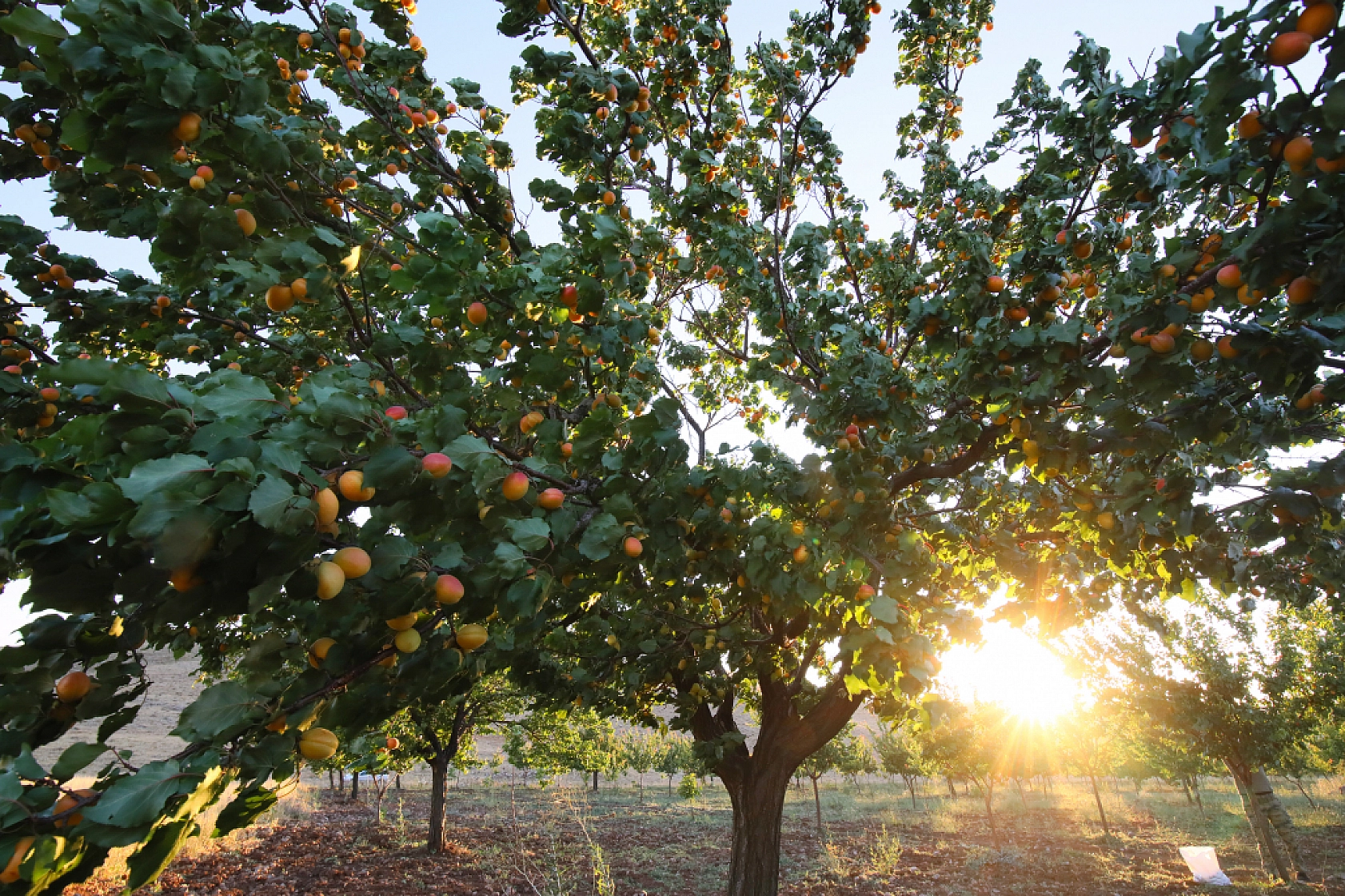 Malatya'nın Tescilli Ürünleri Arasında Yer Alıyor.. Hasat Başladı