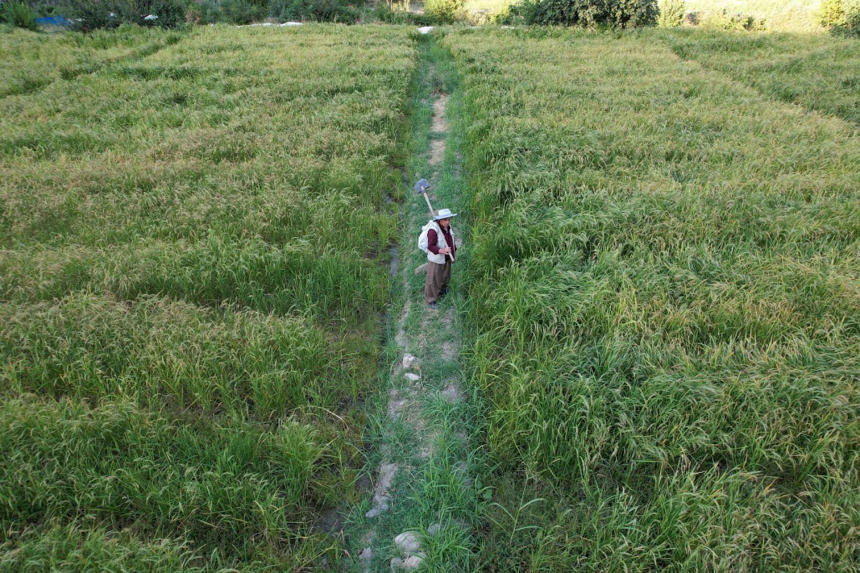 Hasat İçin Ayakta: Çukurcalı Çiftçiler Gece Gündüz Nöbette