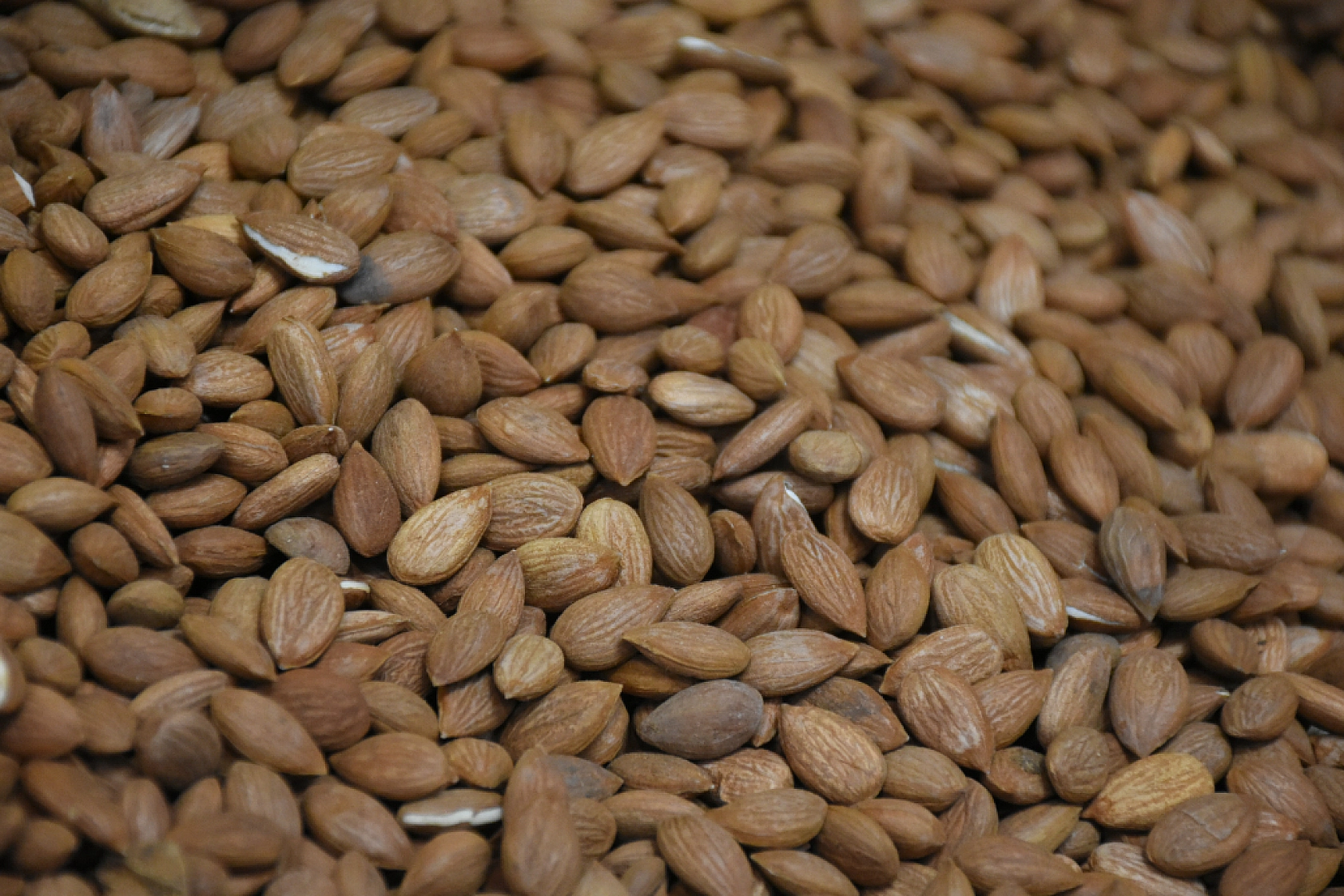 Kayısı Çekirdeği İhracatında Yıl Sonu Hedefi Belli Oldu!