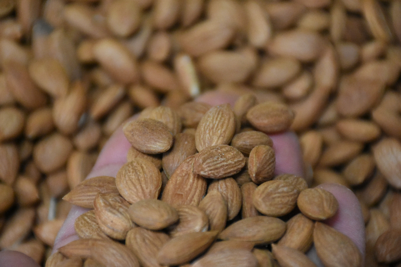 Kayısı Çekirdeği İhracatında Yıl Sonu Hedefi Belli Oldu!