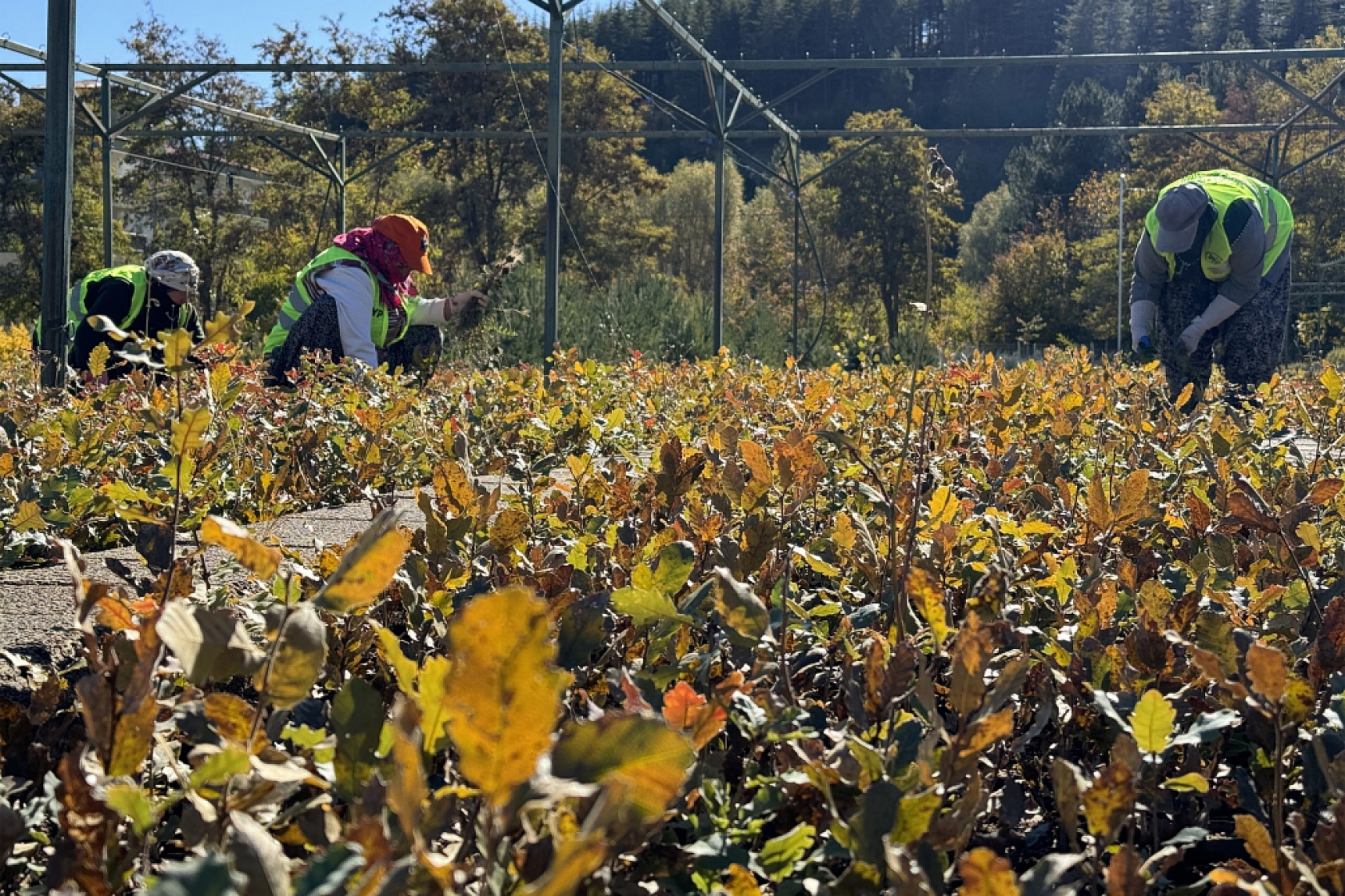 Malatya'da Yeşil Dönüşüm İçin Adım Atıldı!