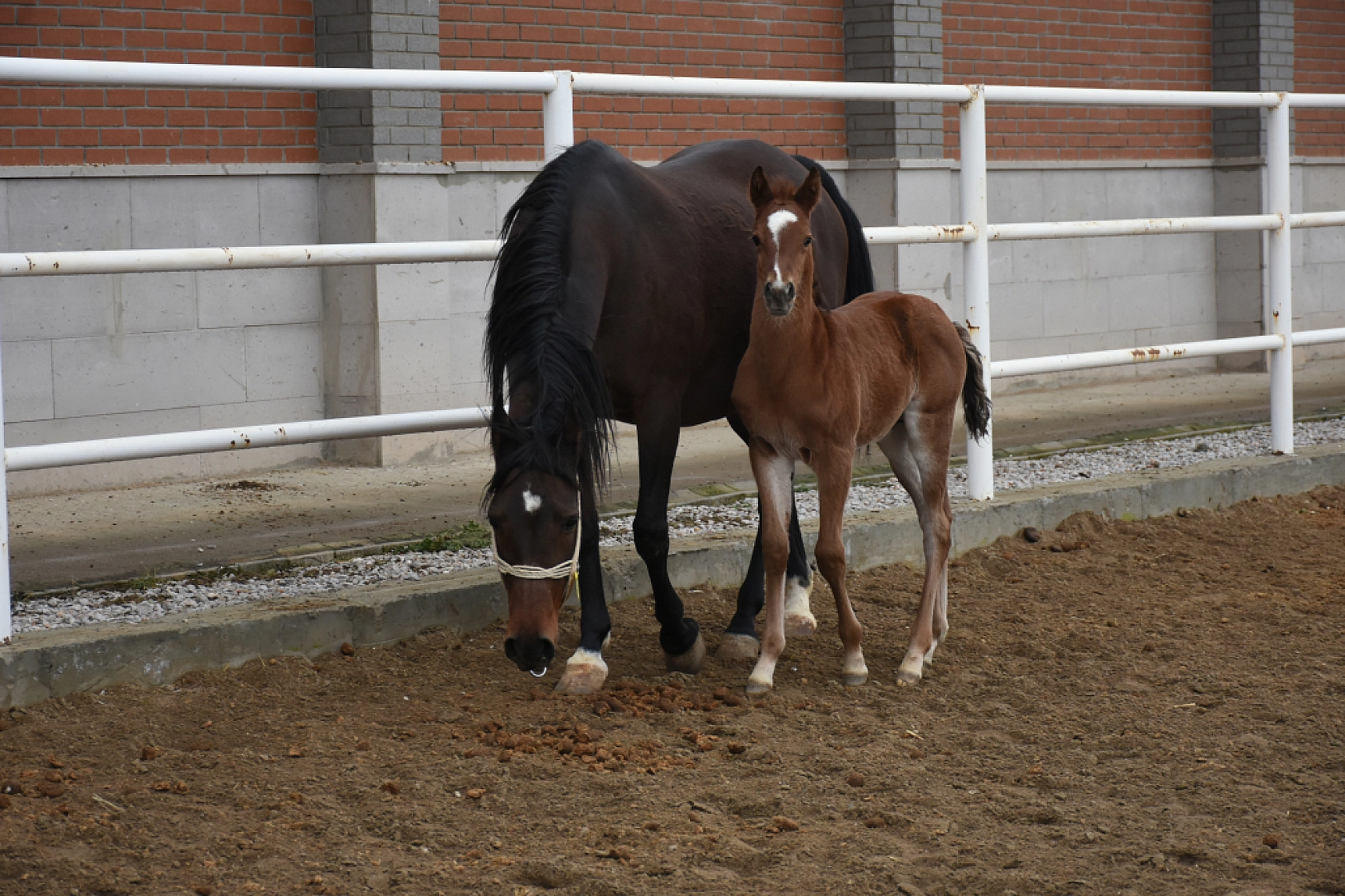 Malatya'da Şampiyon Adayları Doğdu