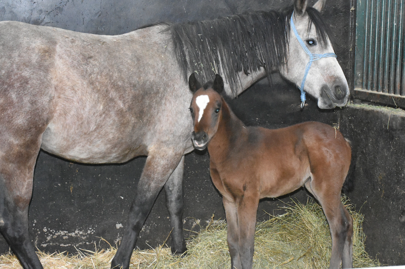 Malatya'da Şampiyon Adayları Doğdu