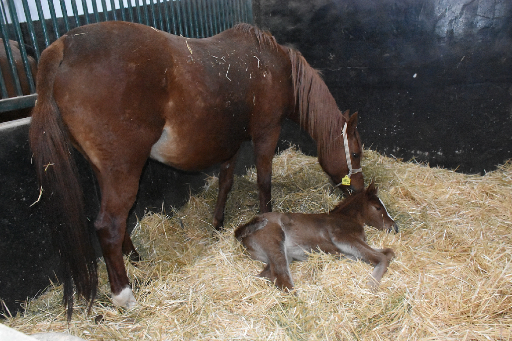 Malatya'da Şampiyon Adayları Doğdu