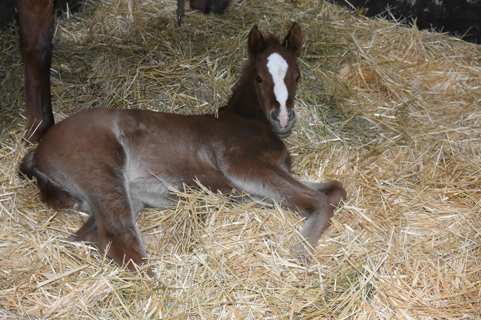 Malatya'da Şampiyon Adayları Doğdu