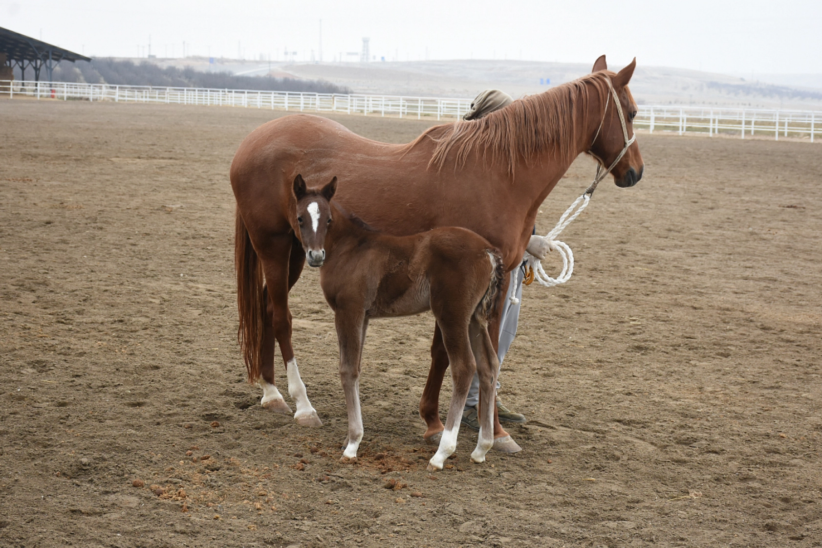 Malatya'da Şampiyon Adayları Doğdu