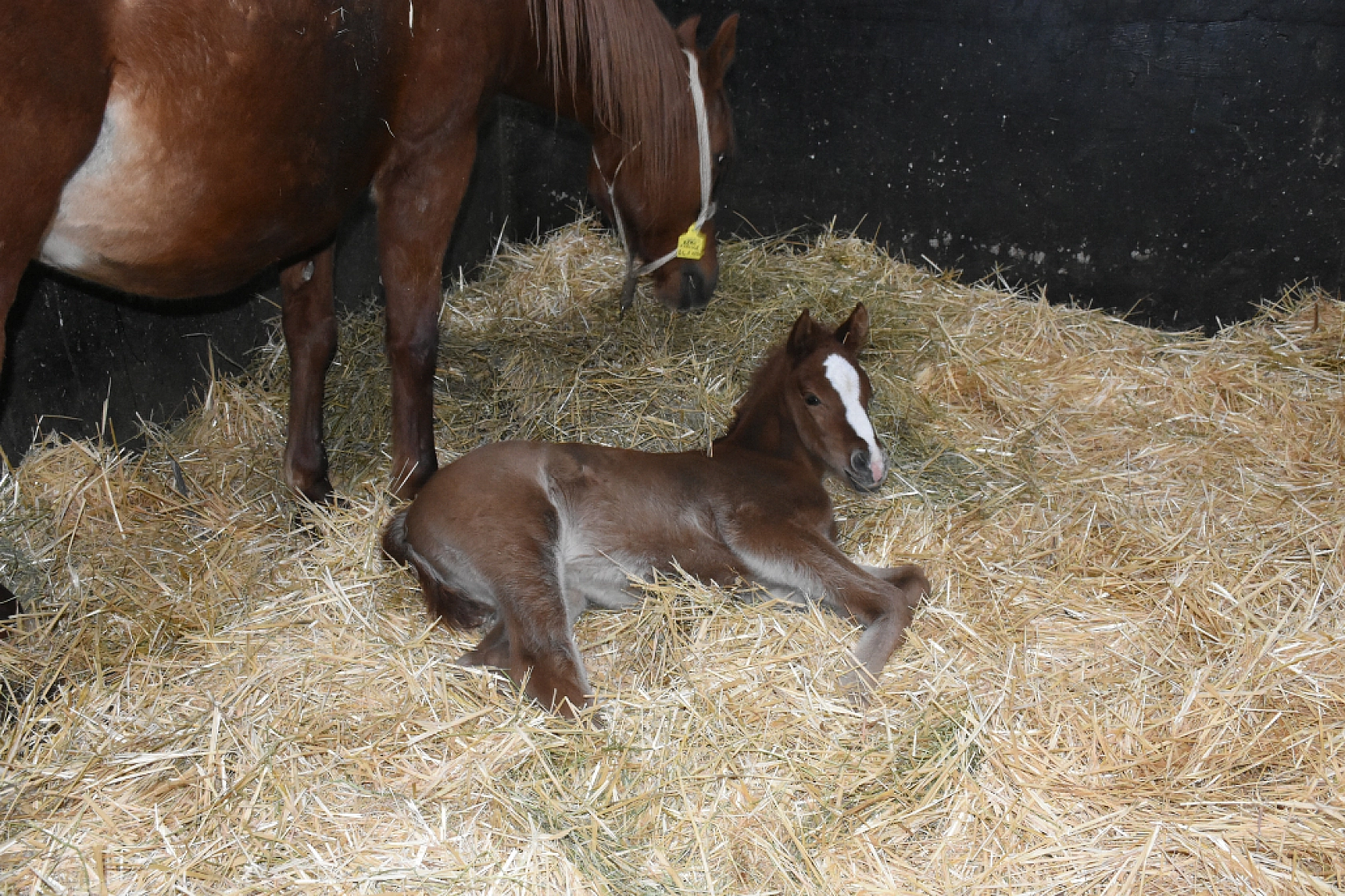 Malatya'da Şampiyon Adayları Doğdu