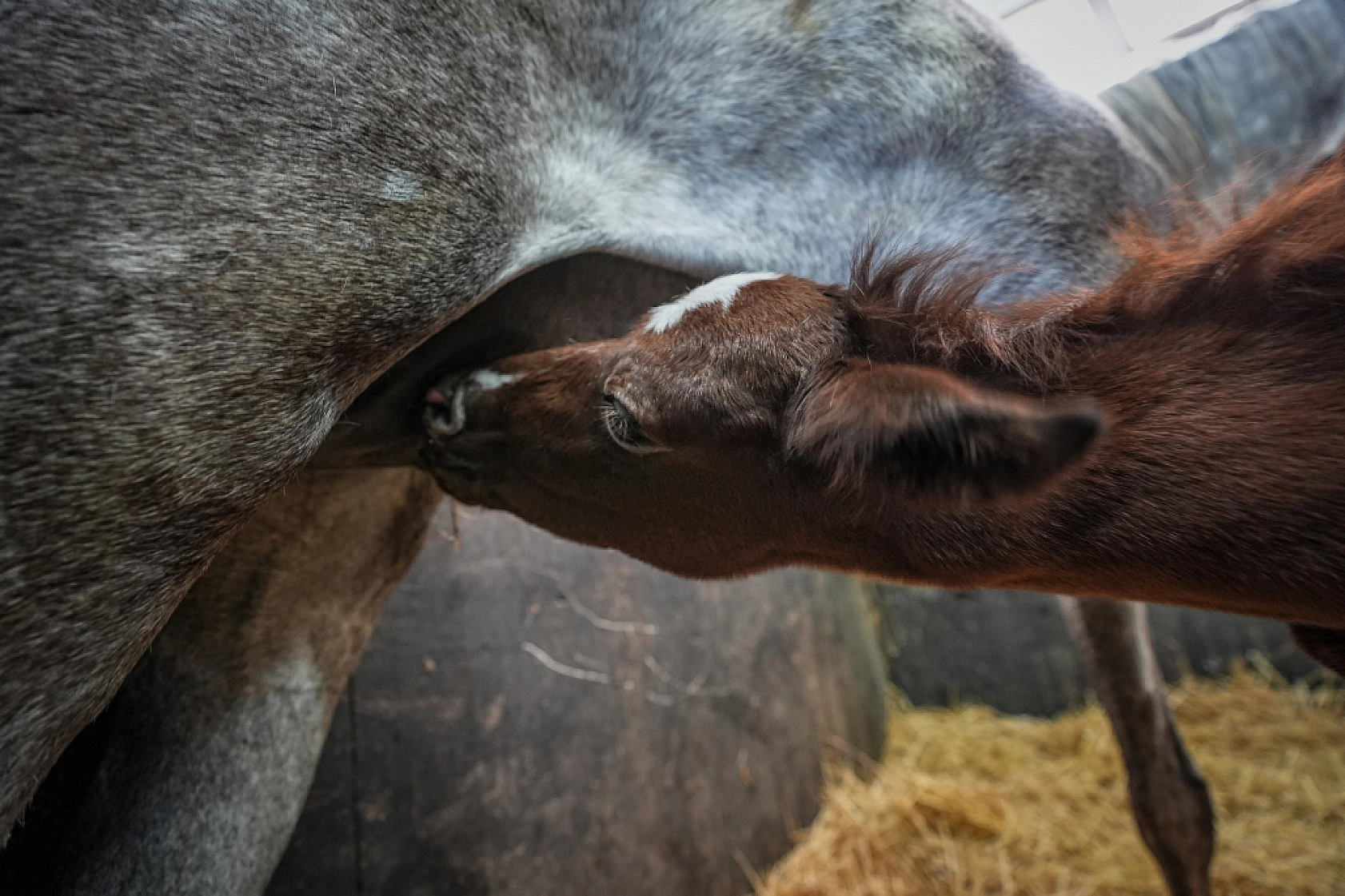 TİGEM, 435 Şampiyon Tay Bekliyor!