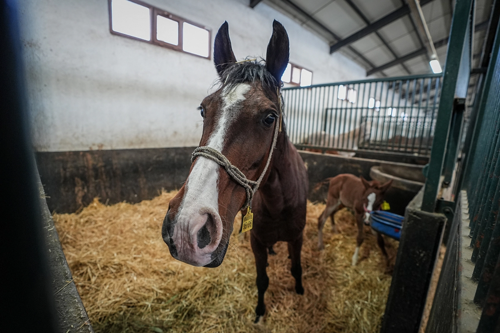 TİGEM, 435 Şampiyon Tay Bekliyor!