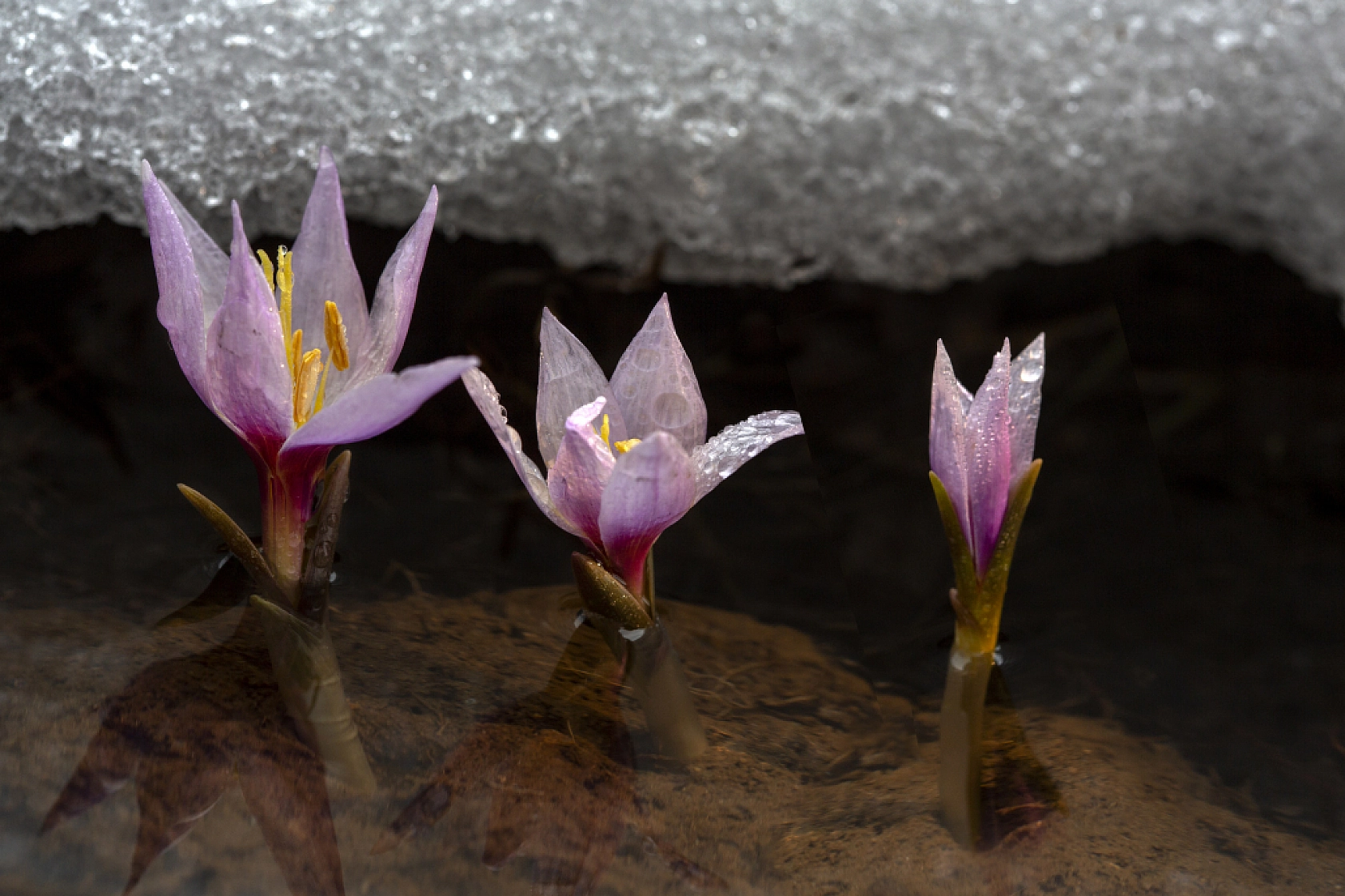Kardelenler açtı, Malatya bahara merhaba dedi