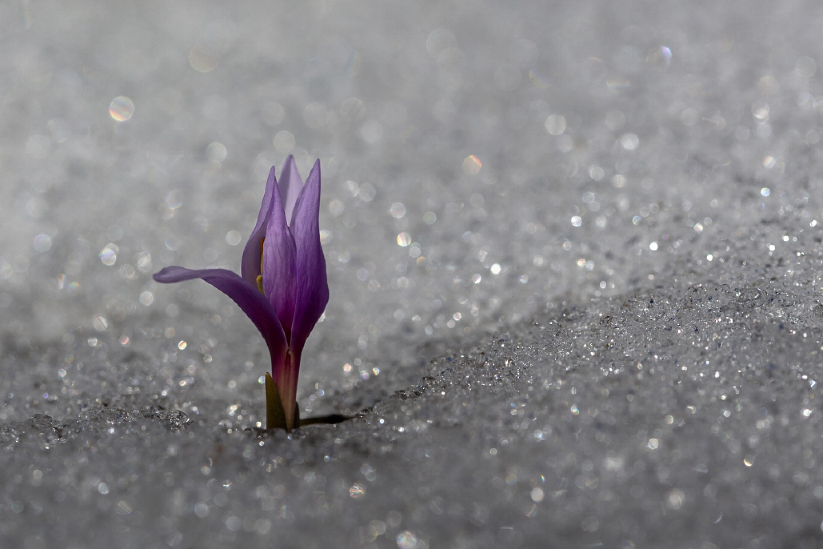 Kardelenler açtı, Malatya bahara merhaba dedi