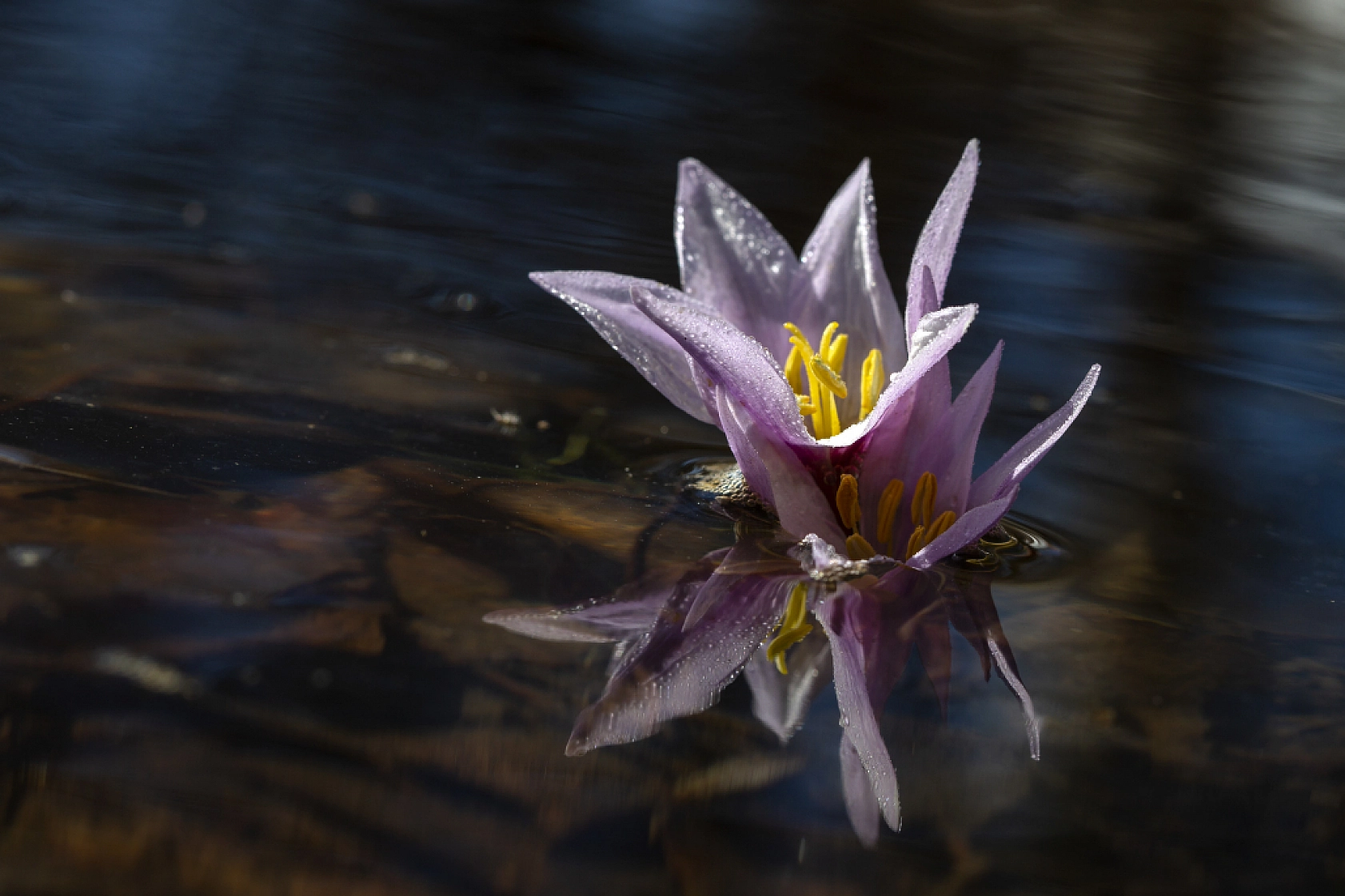 Kardelenler açtı, Malatya bahara merhaba dedi