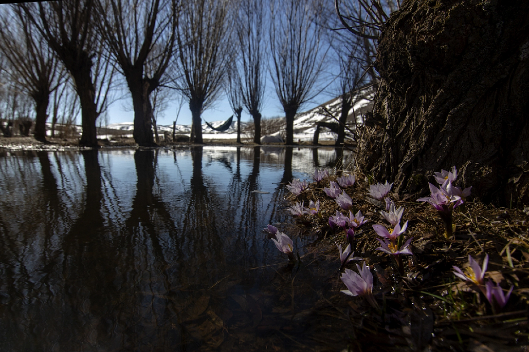 Kardelenler açtı, Malatya bahara merhaba dedi