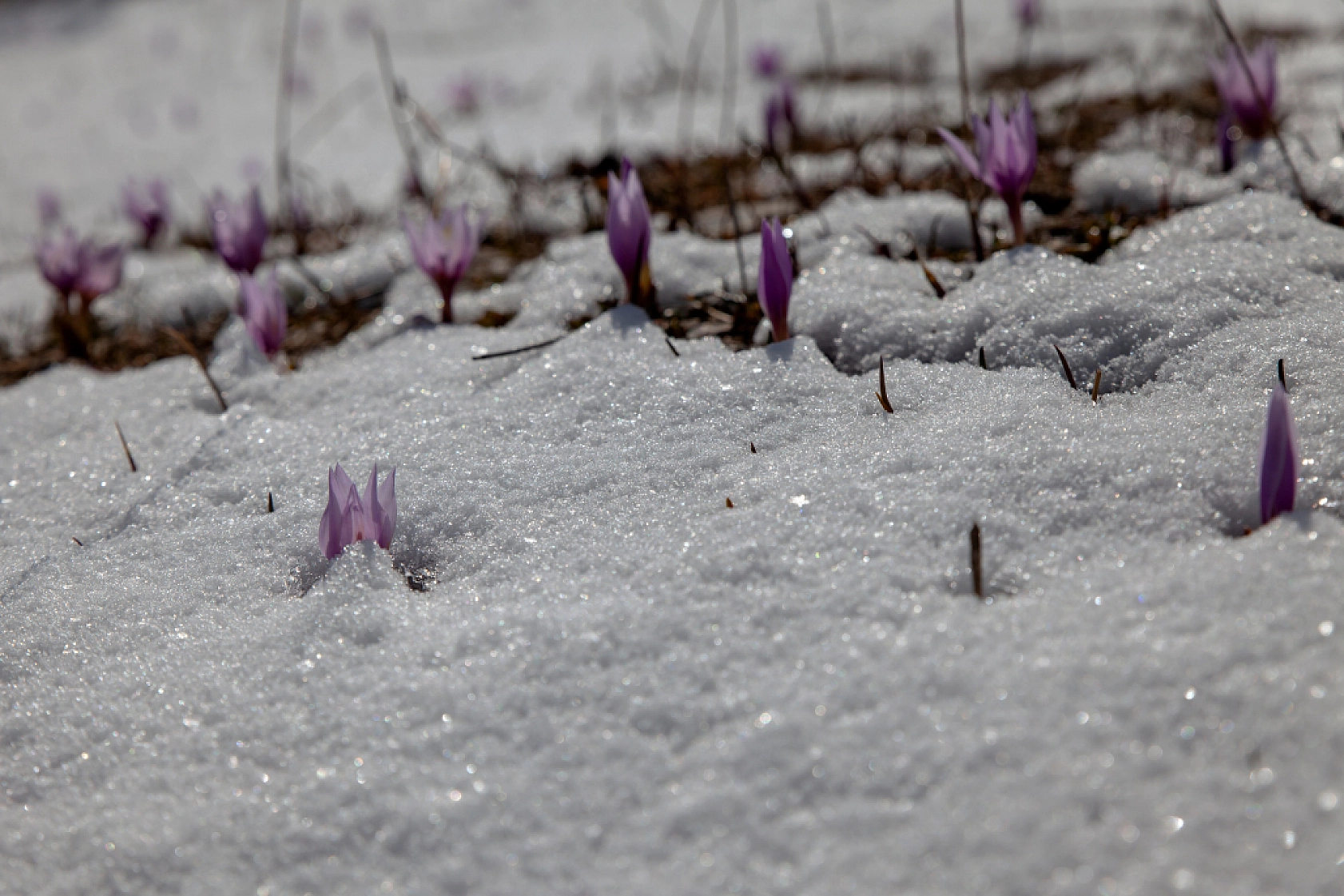 Kardelenler açtı, Malatya bahara merhaba dedi