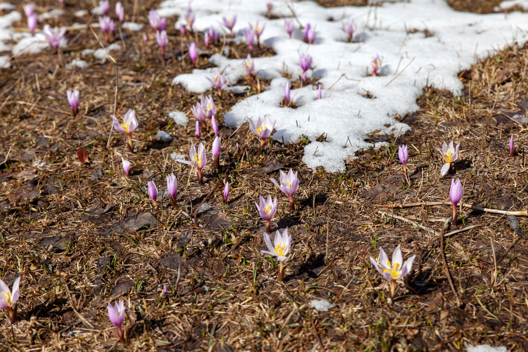 Kardelenler açtı, Malatya bahara merhaba dedi
