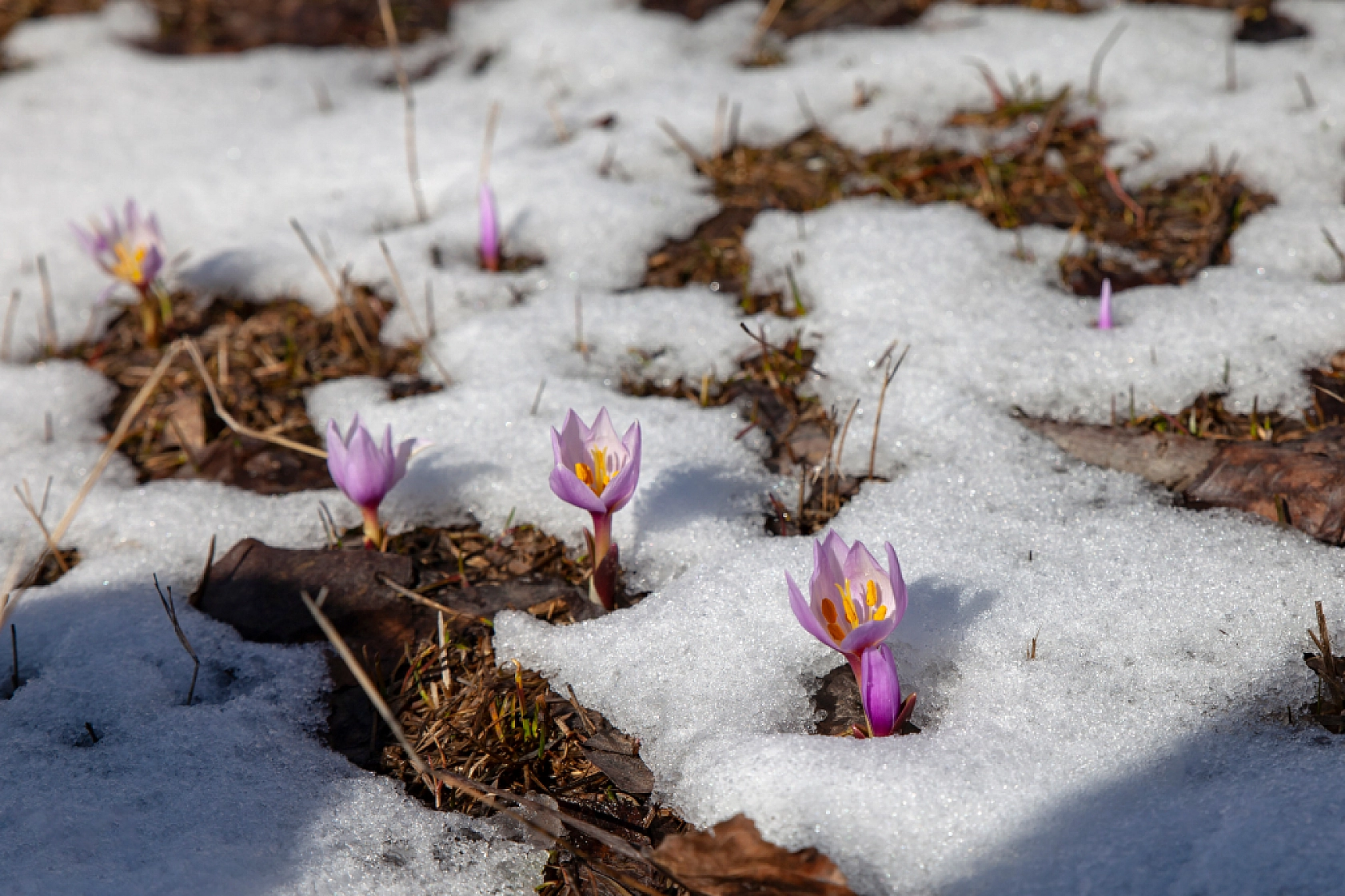 Kardelenler açtı, Malatya bahara merhaba dedi