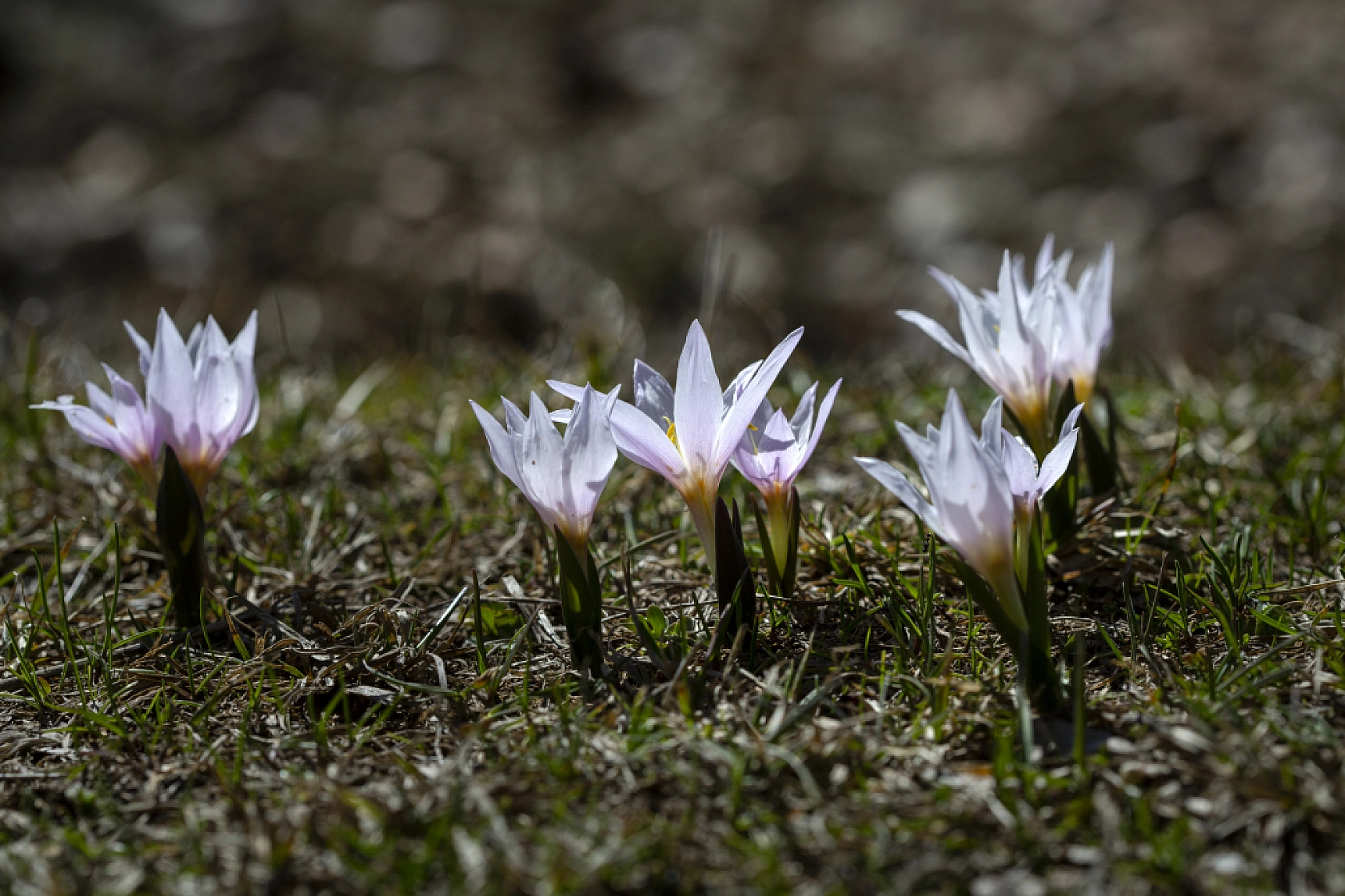 Kardelenler açtı, Malatya bahara merhaba dedi