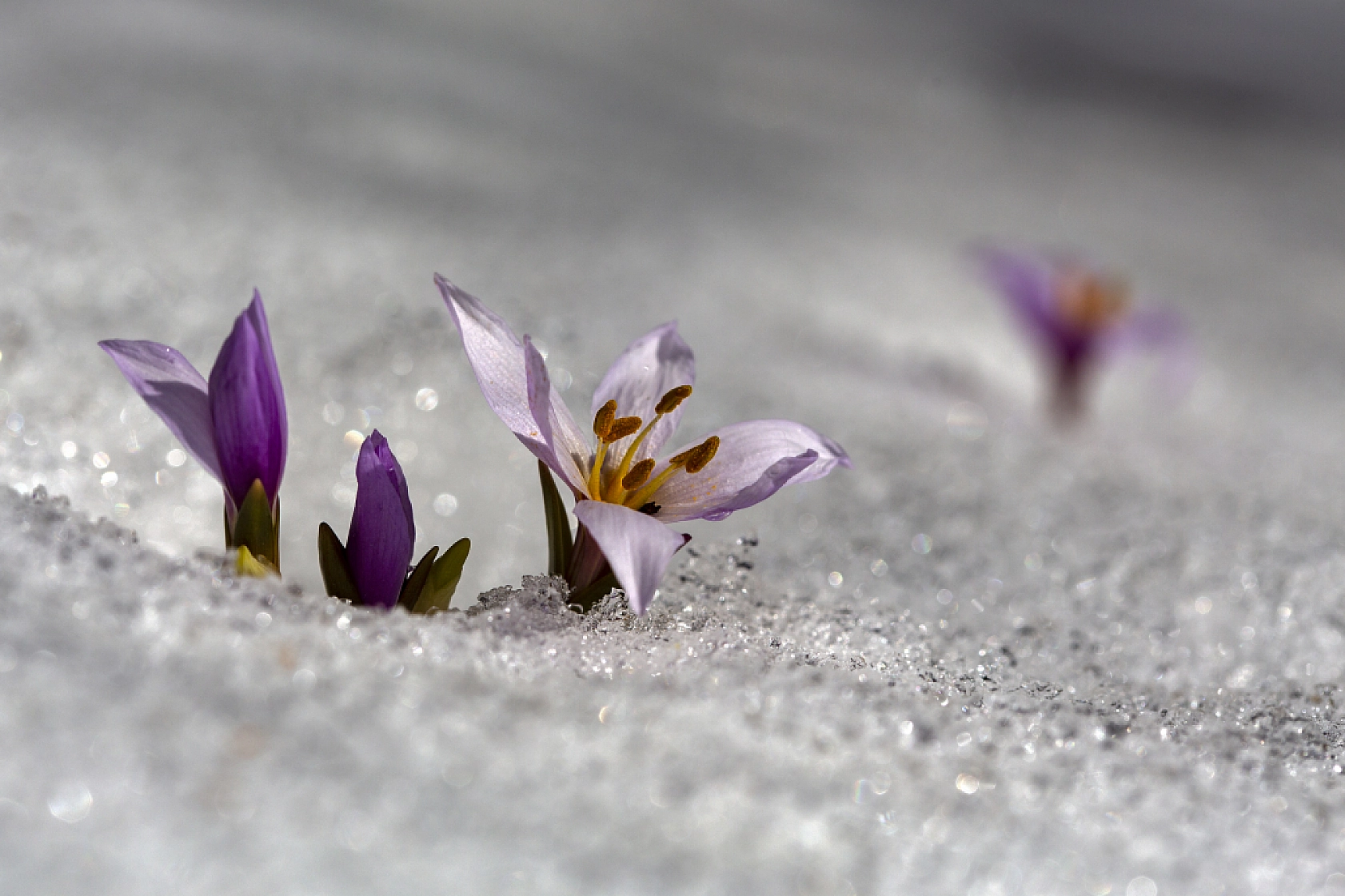Kardelenler açtı, Malatya bahara merhaba dedi