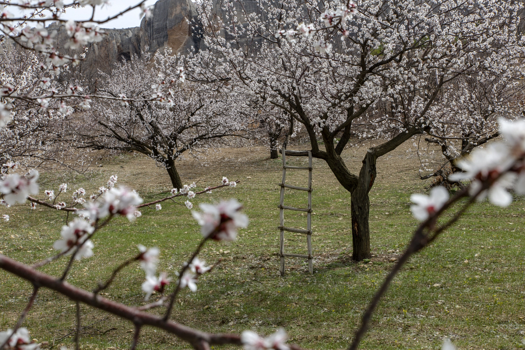 Malatya kayısı ağaçları çiçek açtı!