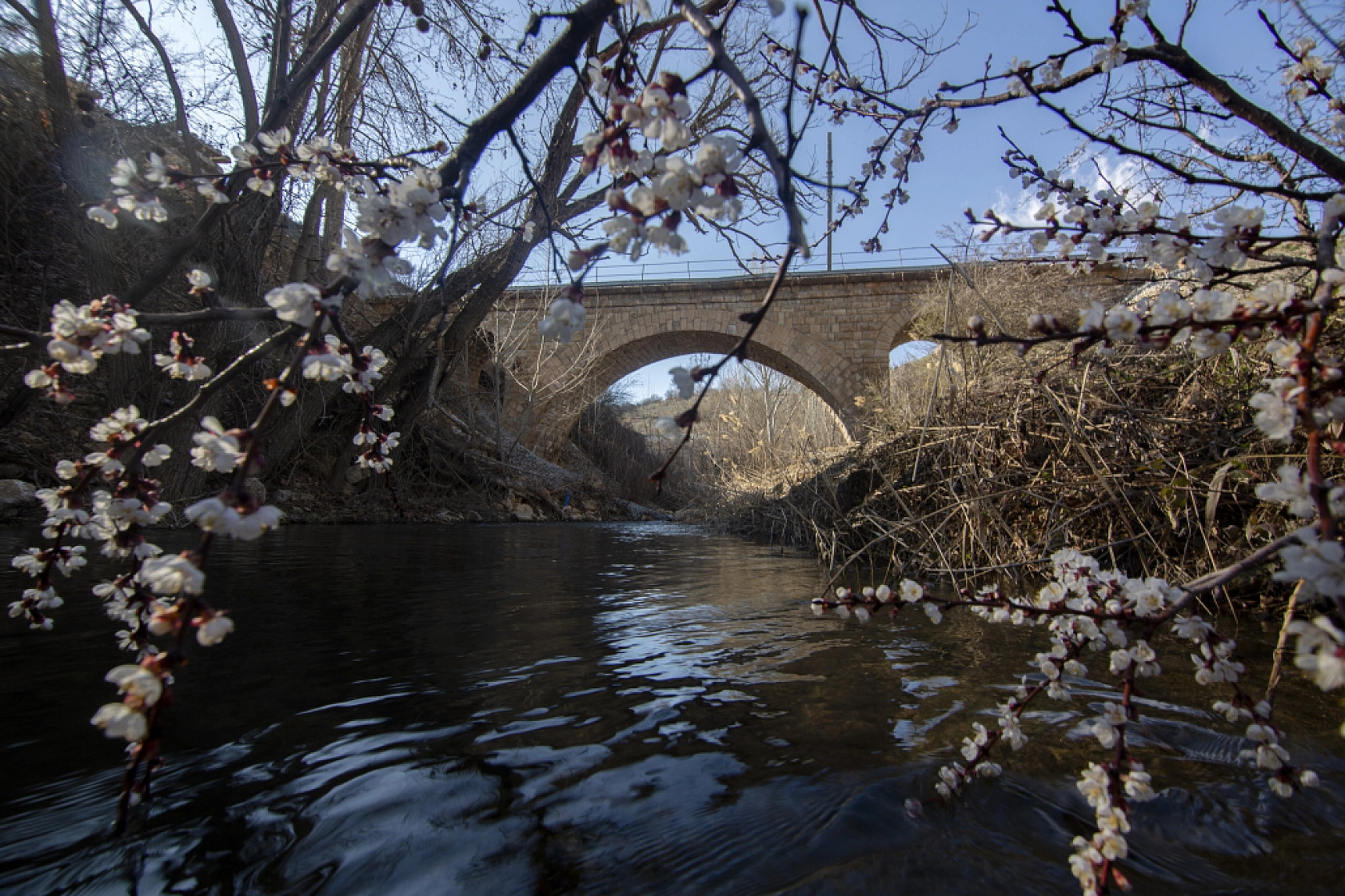 Malatya kayısı ağaçları çiçek açtı!