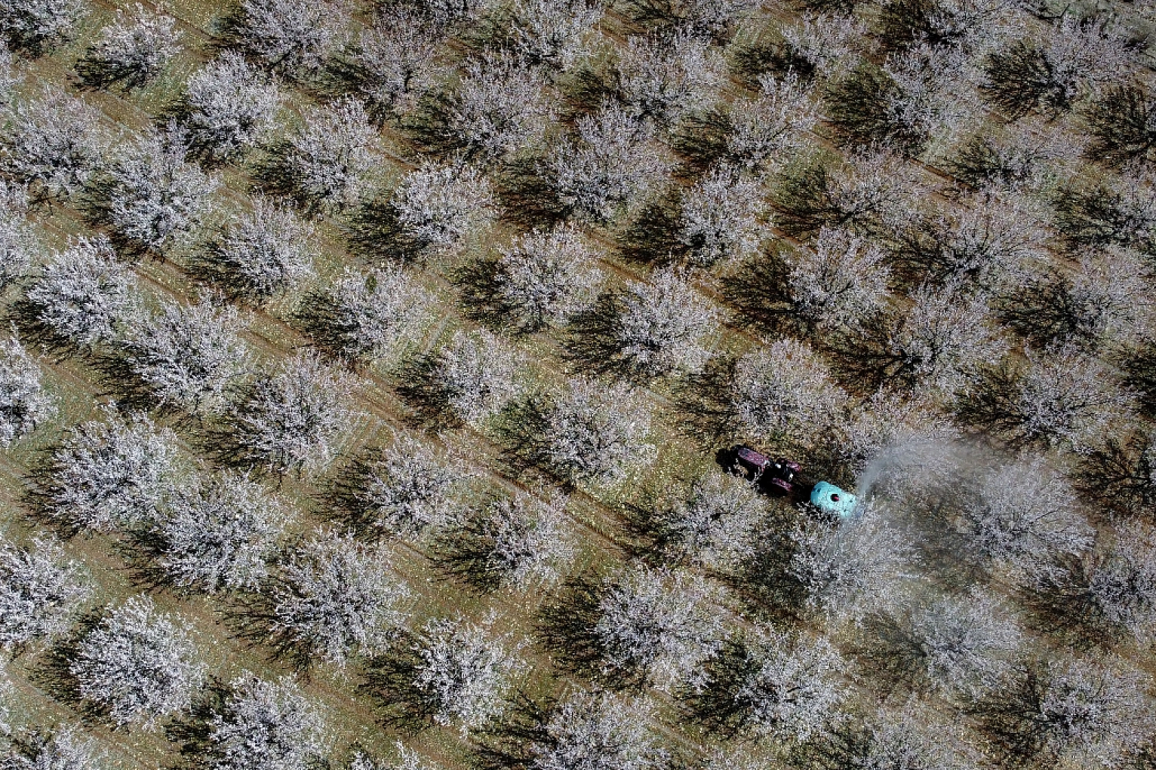 Malatya kayısı ağaçları çiçek açtı!