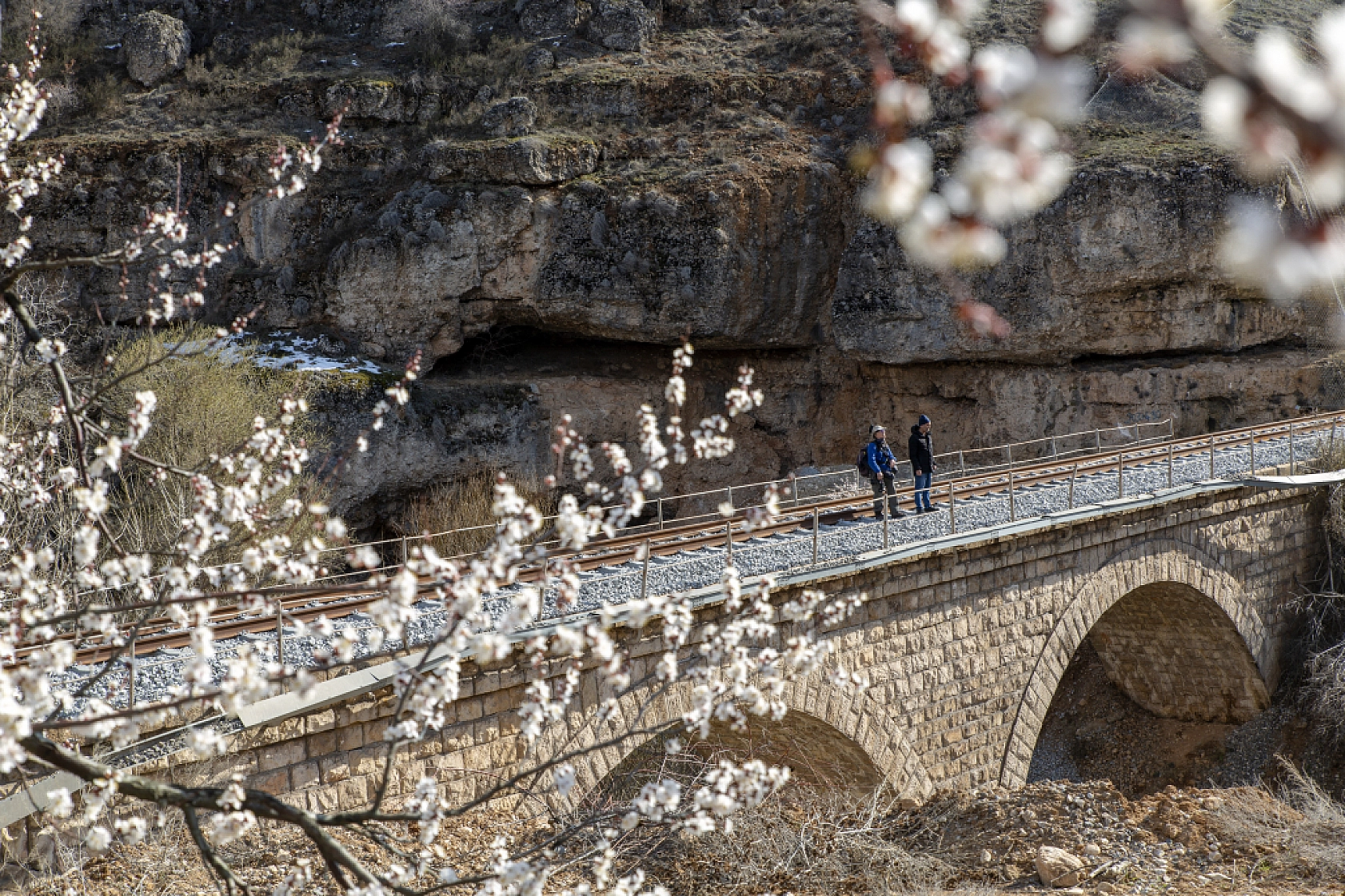 Malatya kayısı ağaçları çiçek açtı!