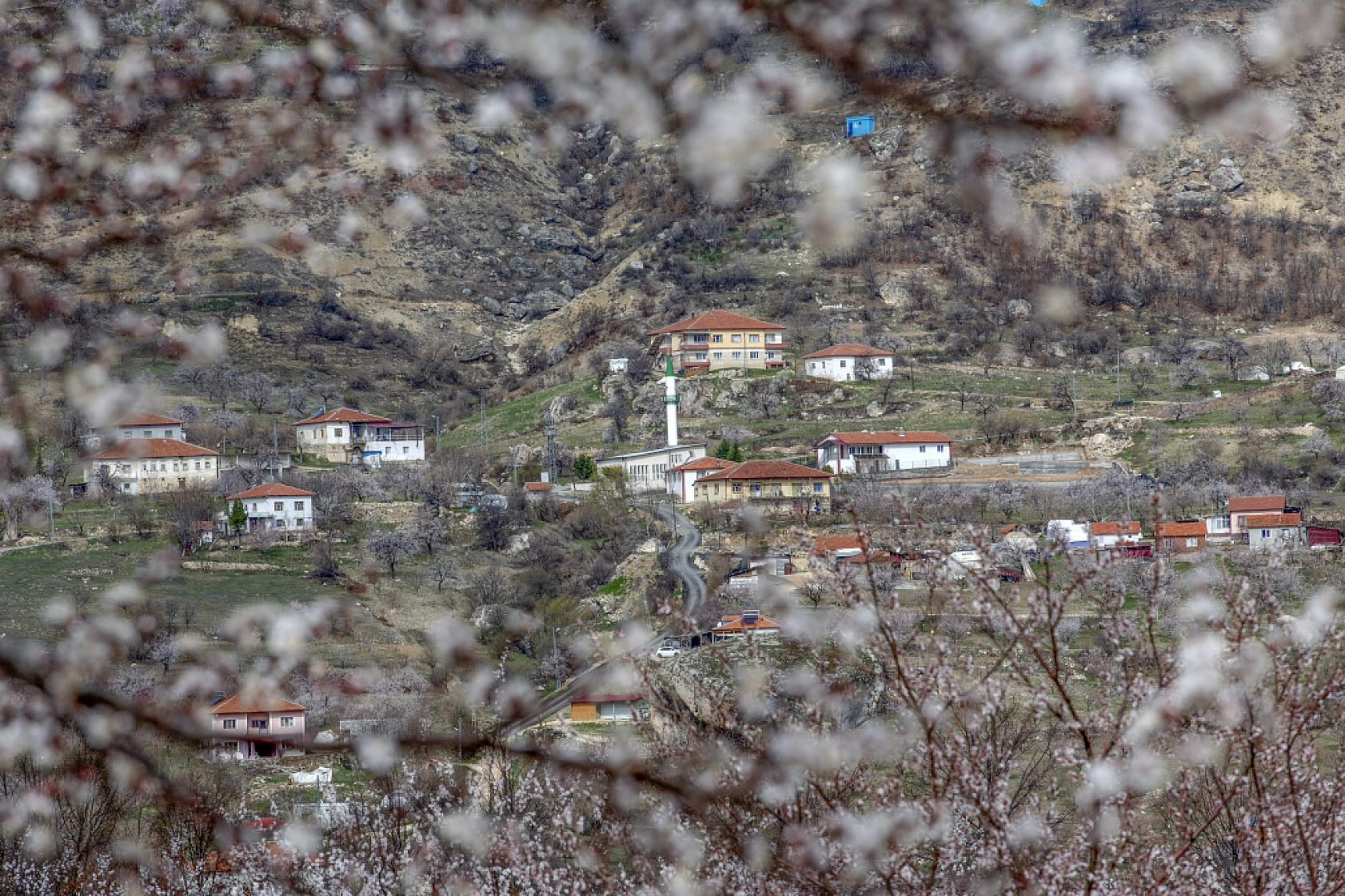 Malatya kayısı ağaçları çiçek açtı!
