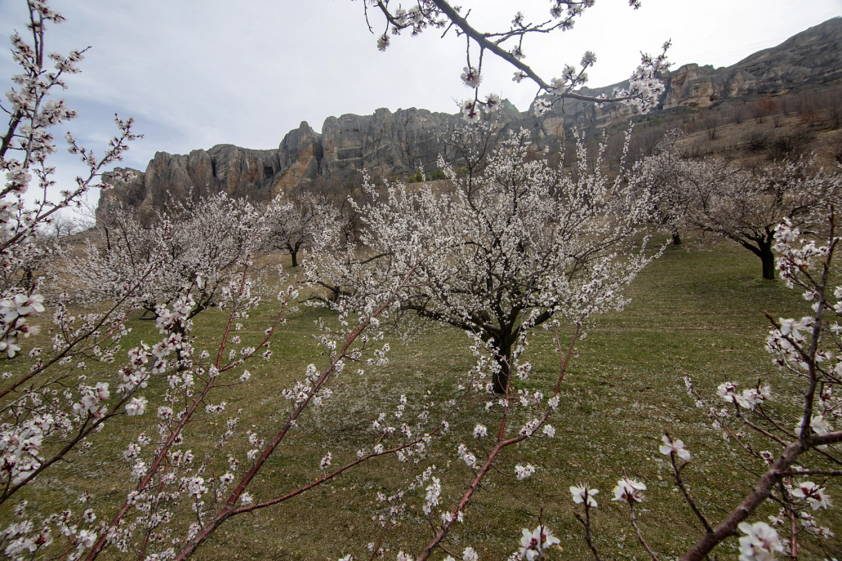 Malatya kayısı ağaçları çiçek açtı!