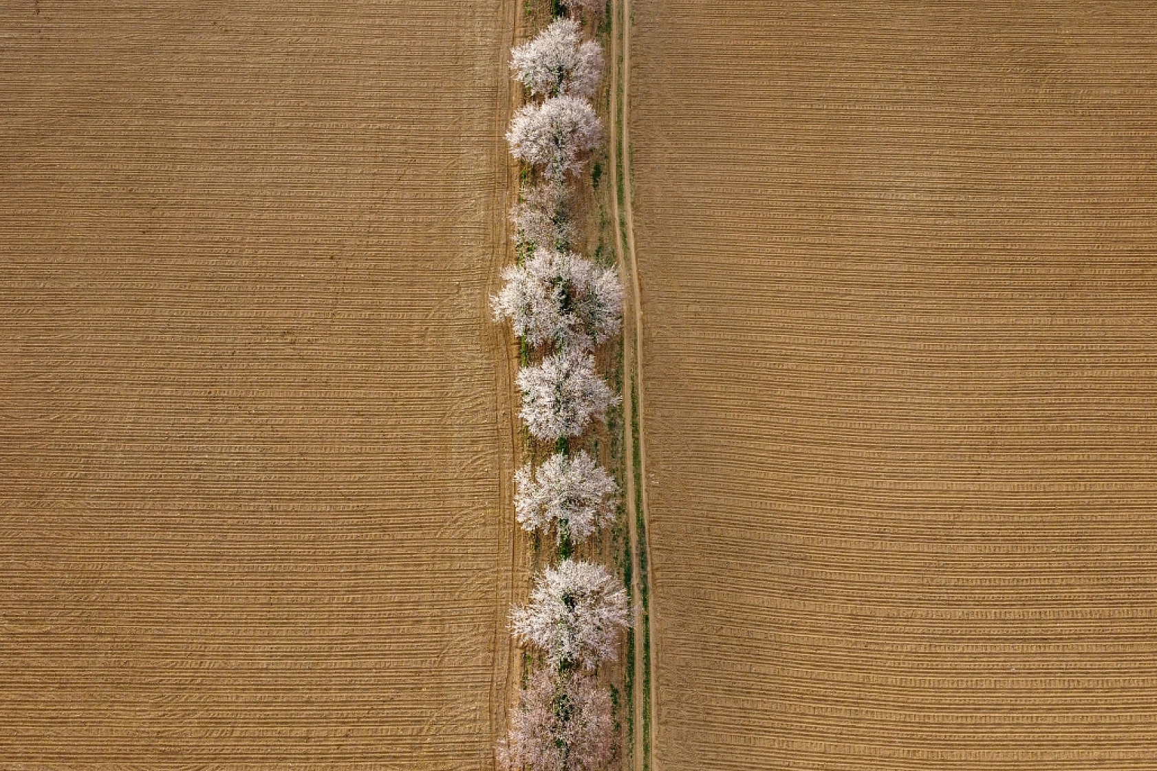 Malatya kayısı ağaçları çiçek açtı!