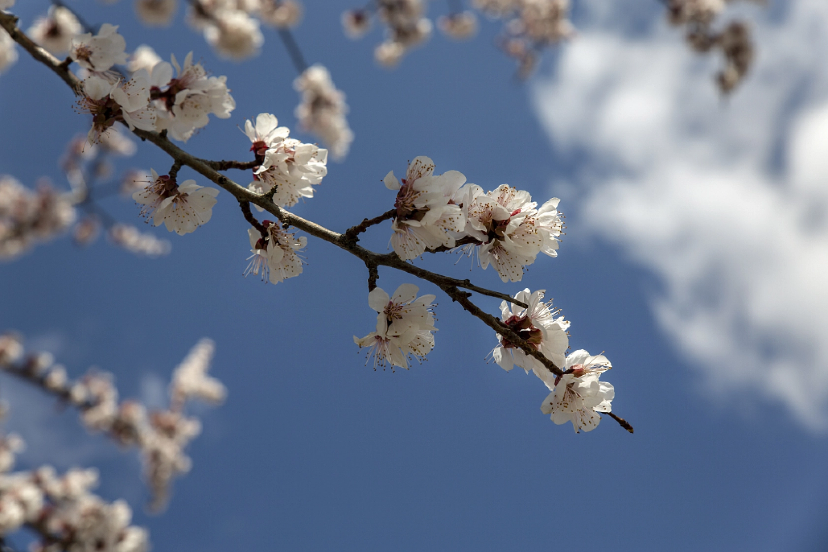 Malatya kayısı ağaçları çiçek açtı!