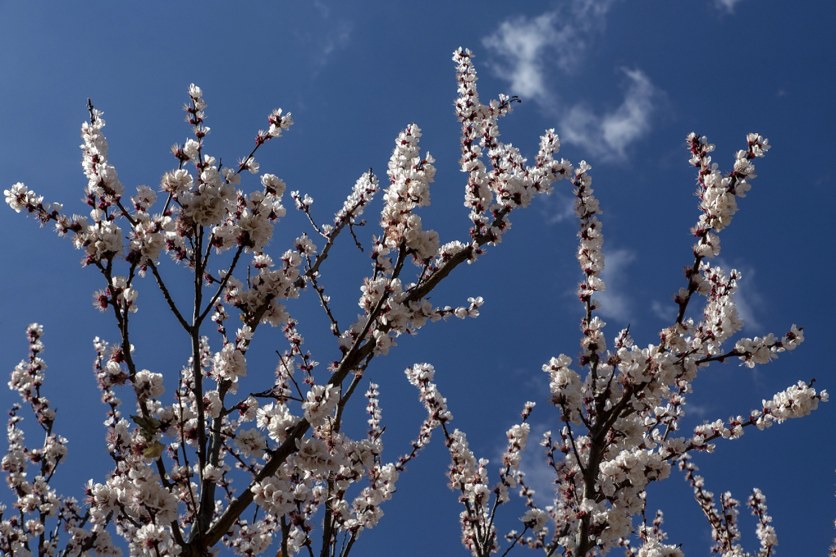Malatya kayısı ağaçları çiçek açtı!