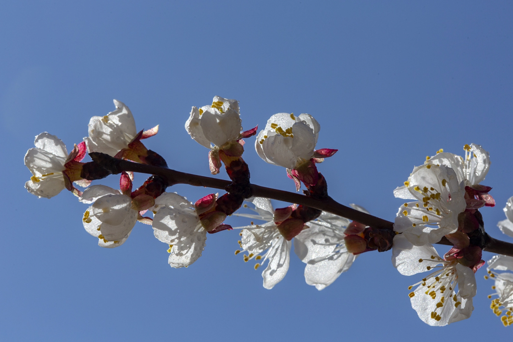 Malatya kayısı ağaçları çiçek açtı!