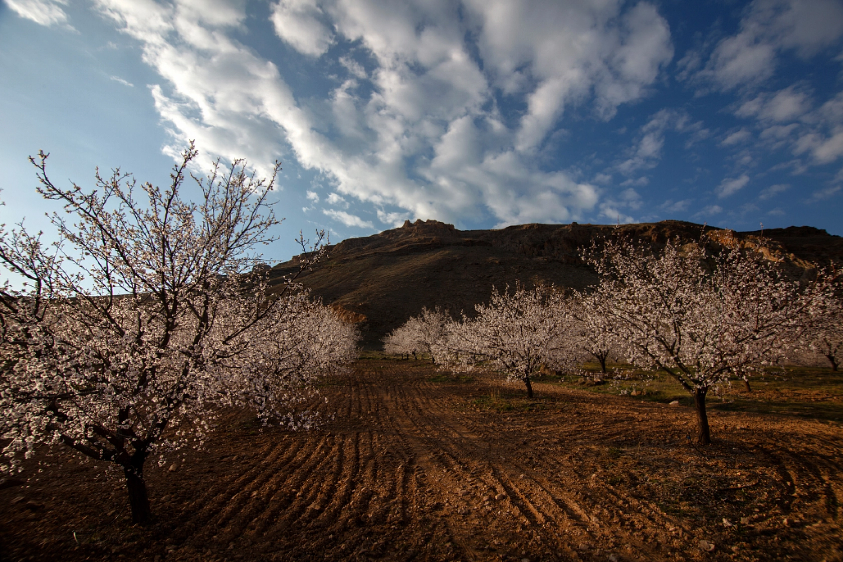 Malatya kayısı ağaçları çiçek açtı!