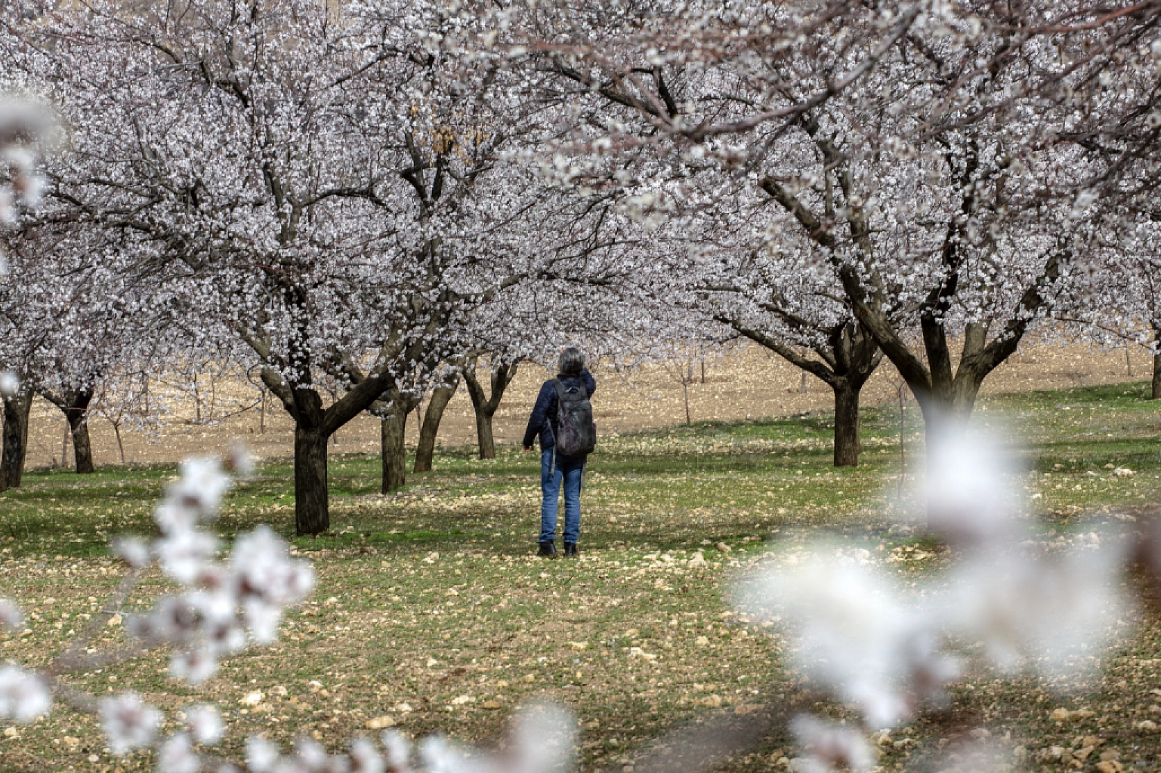 Malatya kayısı ağaçları çiçek açtı!