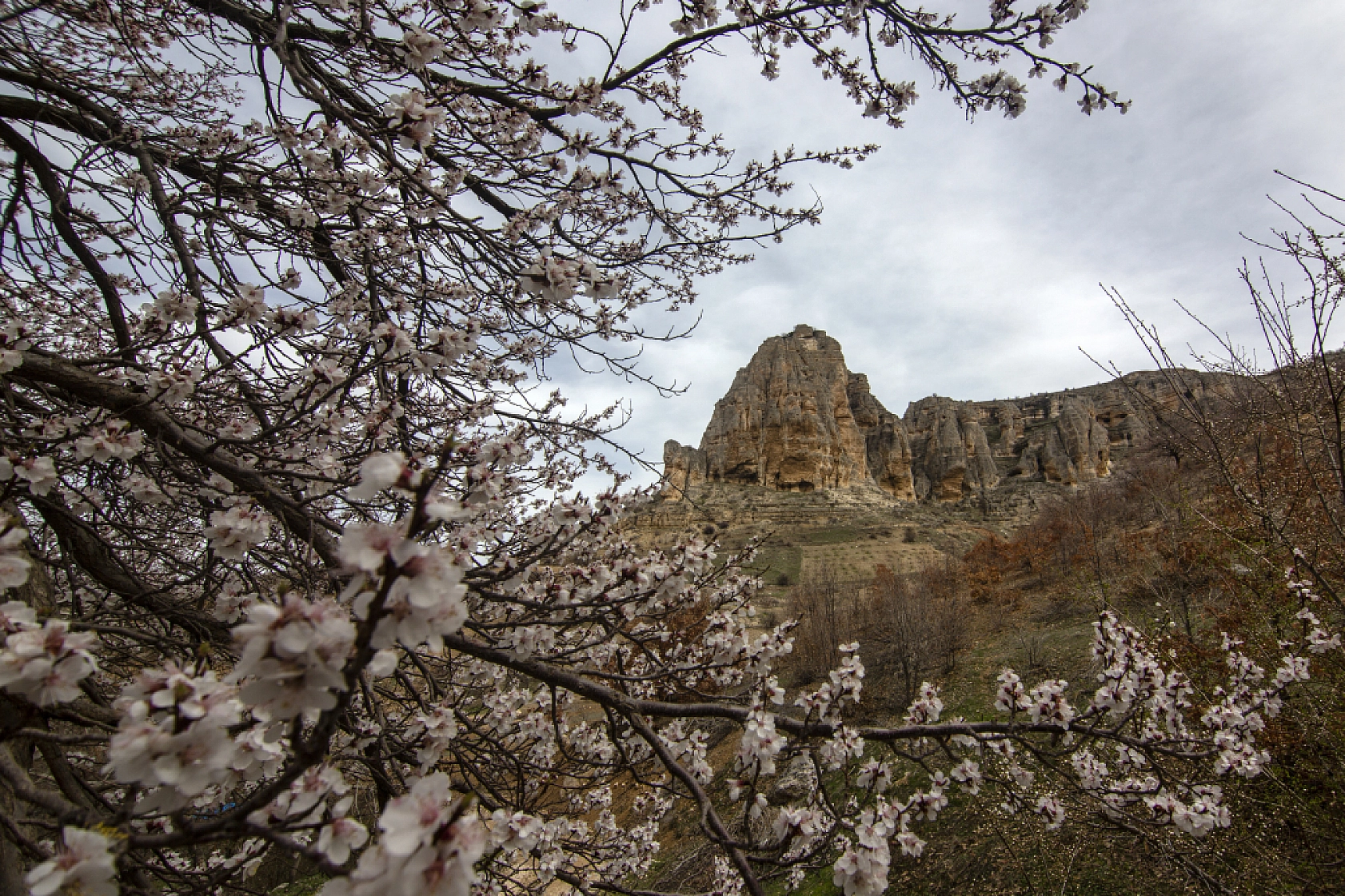 Malatya kayısı ağaçları çiçek açtı!