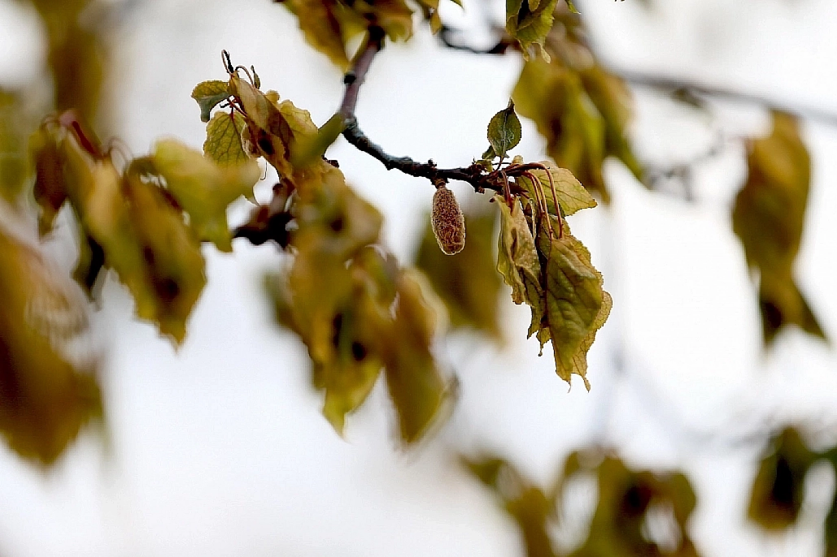 Malatya'da bankalar çiftçinin peşinde!! 2 yıl boyunca TARSİM ödeneklerini 'Bloke'lemişler…