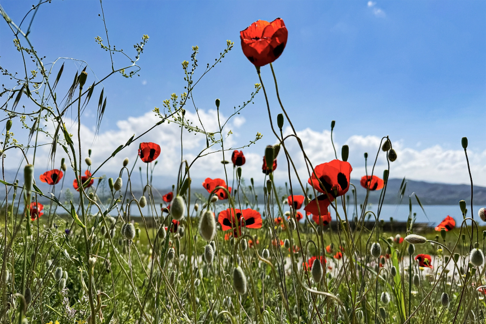 Meteoroloji açıkladı|5 Haziran 2025 Malatya hava durumu raporu... Bugün hava nasıl olacak? Yağış bekleniyor mu?