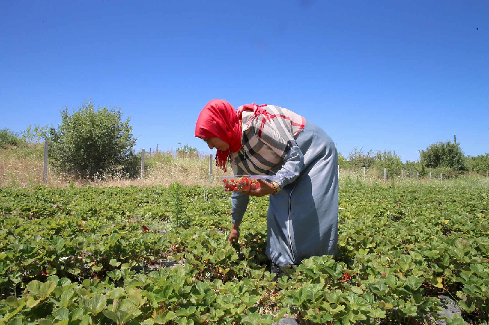 Kayısıya alternatif çilek üretimi! Bir gazete kupürüyle başladı| 25 kadına umut oldu!