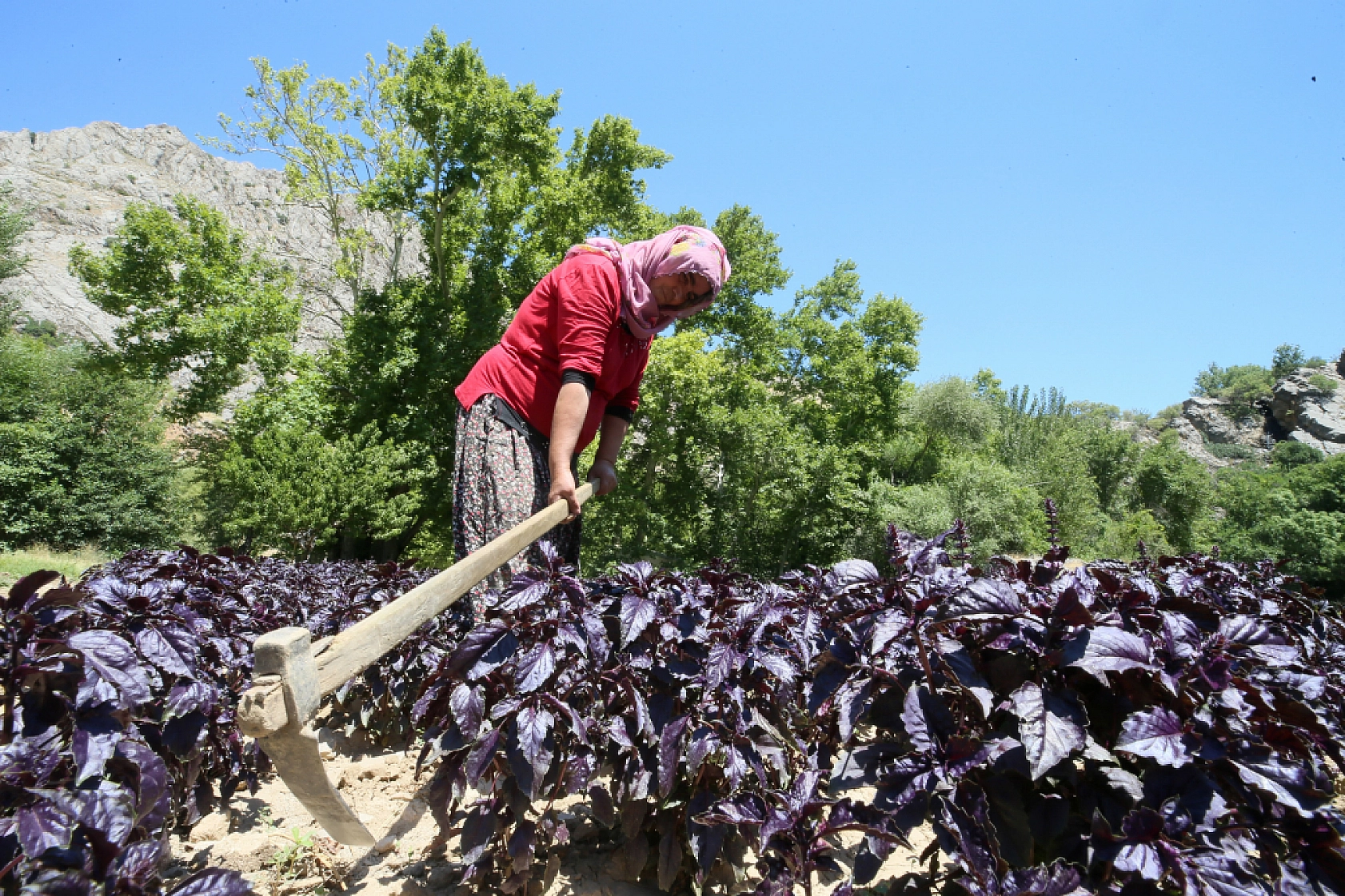 Malatya'da 2015 yılında üretilmeye başlandı… Coğrafi işaret tescilli bulunuyor… Kilosu Bin 500 TL'den satılıyor