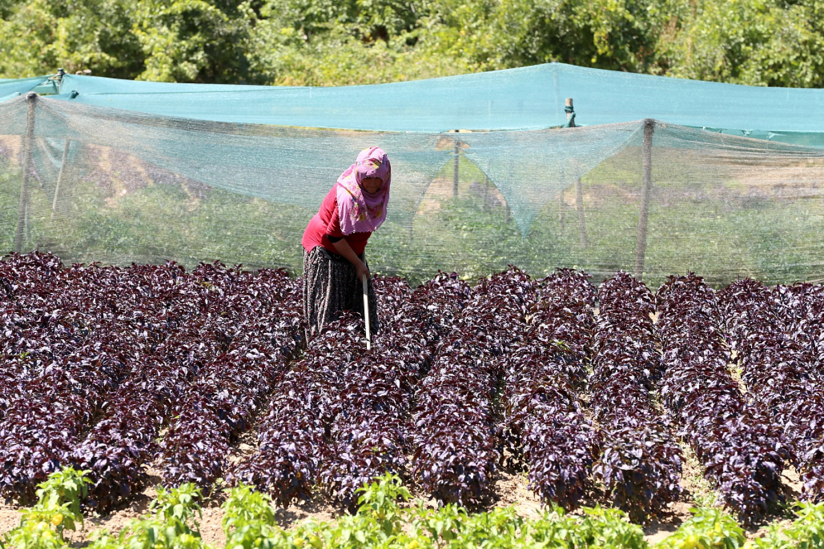 Malatya'da 2015 yılında üretilmeye başlandı… Coğrafi işaret tescilli bulunuyor… Kilosu Bin 500 TL'den satılıyor
