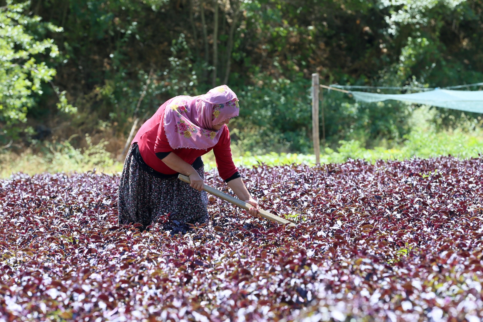 Malatya'da 2015 yılında üretilmeye başlandı… Coğrafi işaret tescilli bulunuyor… Kilosu Bin 500 TL'den satılıyor