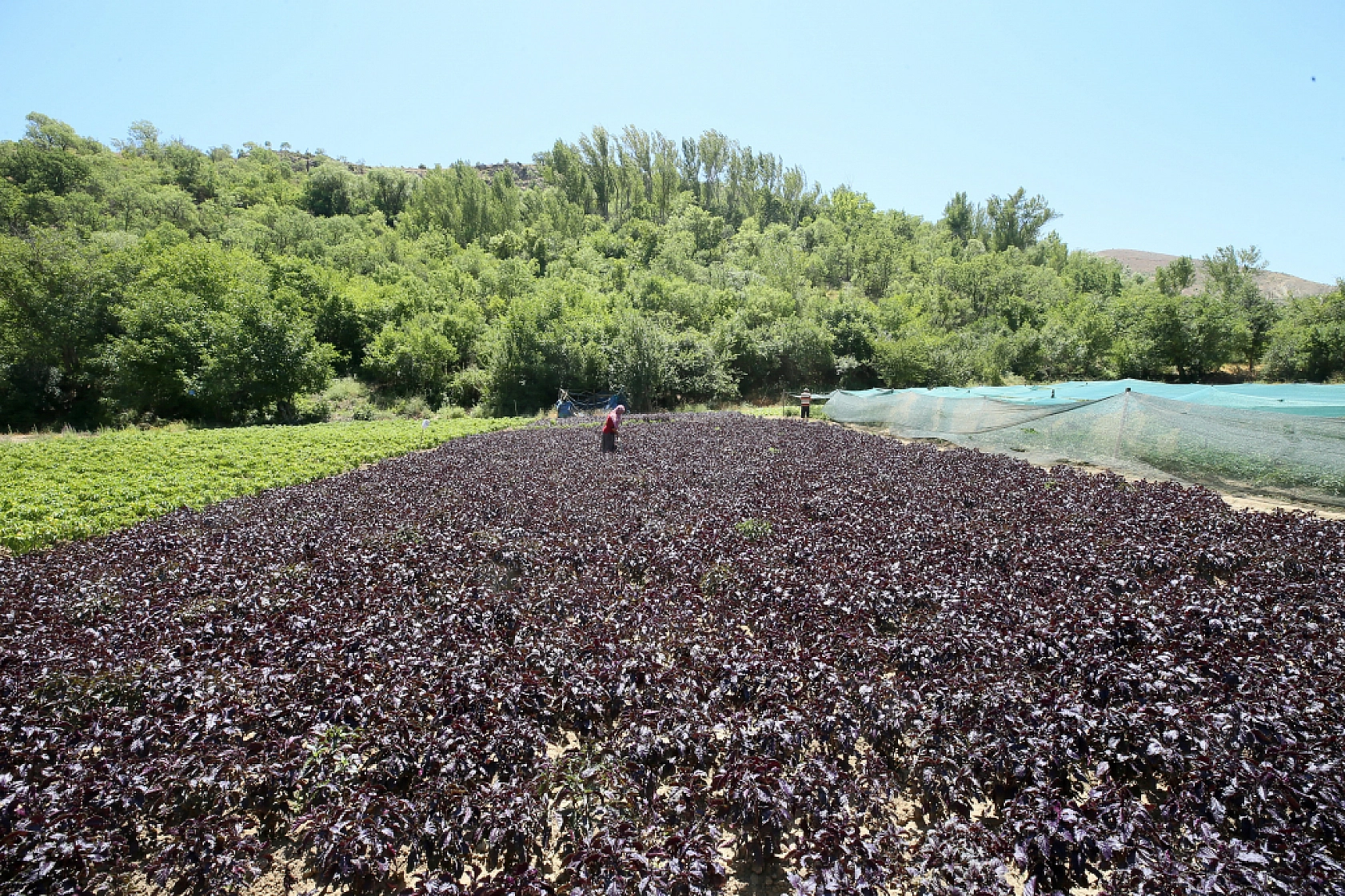 Malatya'da 2015 yılında üretilmeye başlandı… Coğrafi işaret tescilli bulunuyor… Kilosu Bin 500 TL'den satılıyor