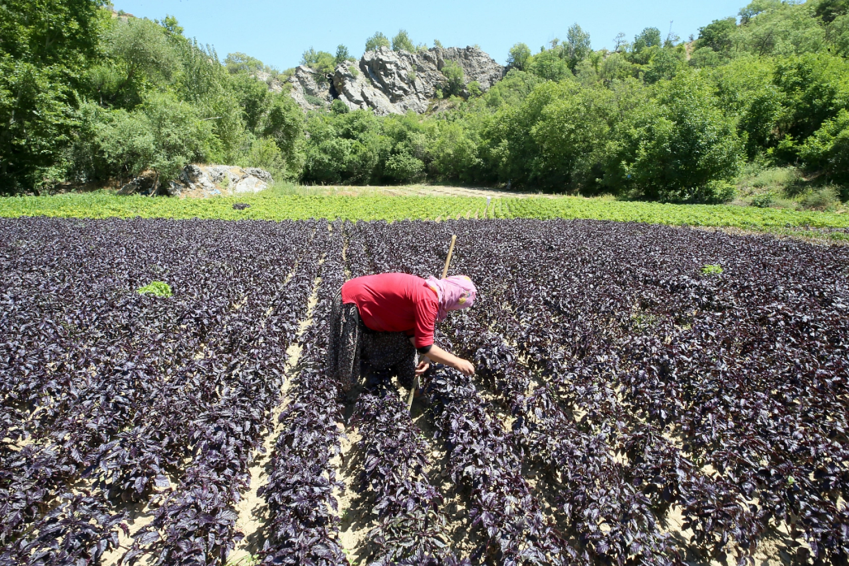 Malatya'da 2015 yılında üretilmeye başlandı… Coğrafi işaret tescilli bulunuyor… Kilosu Bin 500 TL'den satılıyor