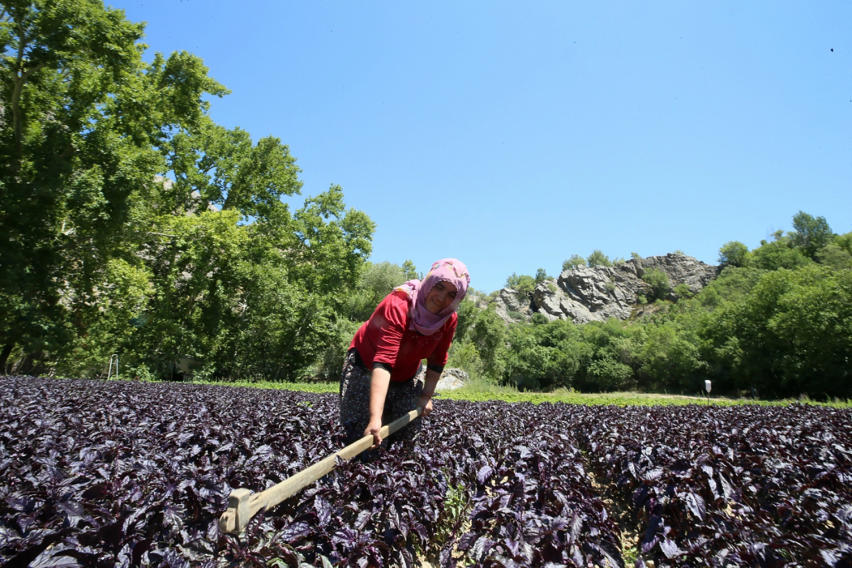 Malatya'da 2015 yılında üretilmeye başlandı… Coğrafi işaret tescilli bulunuyor… Kilosu Bin 500 TL'den satılıyor